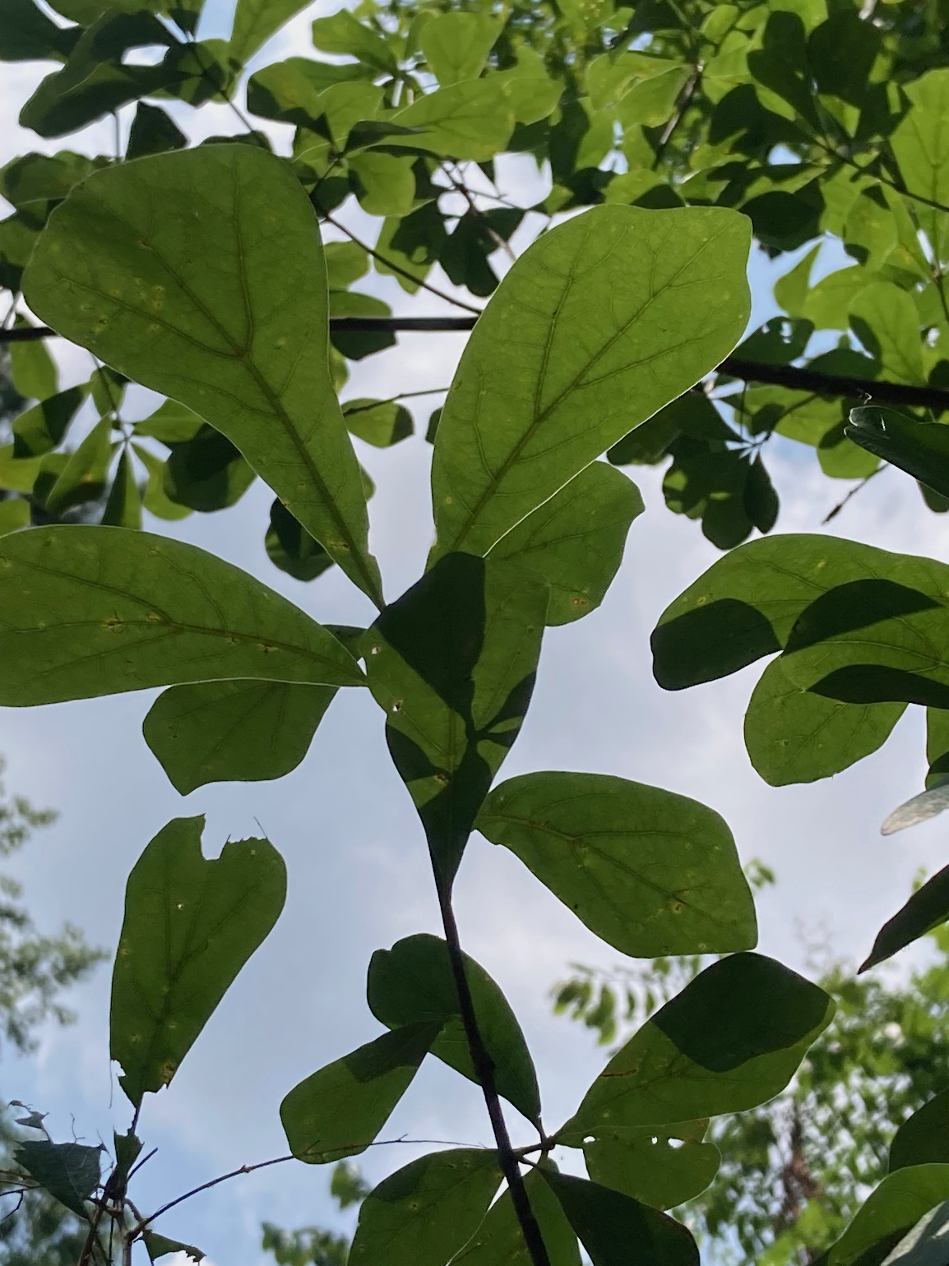 The Scientific Name is Quercus nigra. You will likely hear them called Water Oak, Paddle Oak. This picture shows the Most leaves are paddle-shaped with the distal end rounded. of Quercus nigra