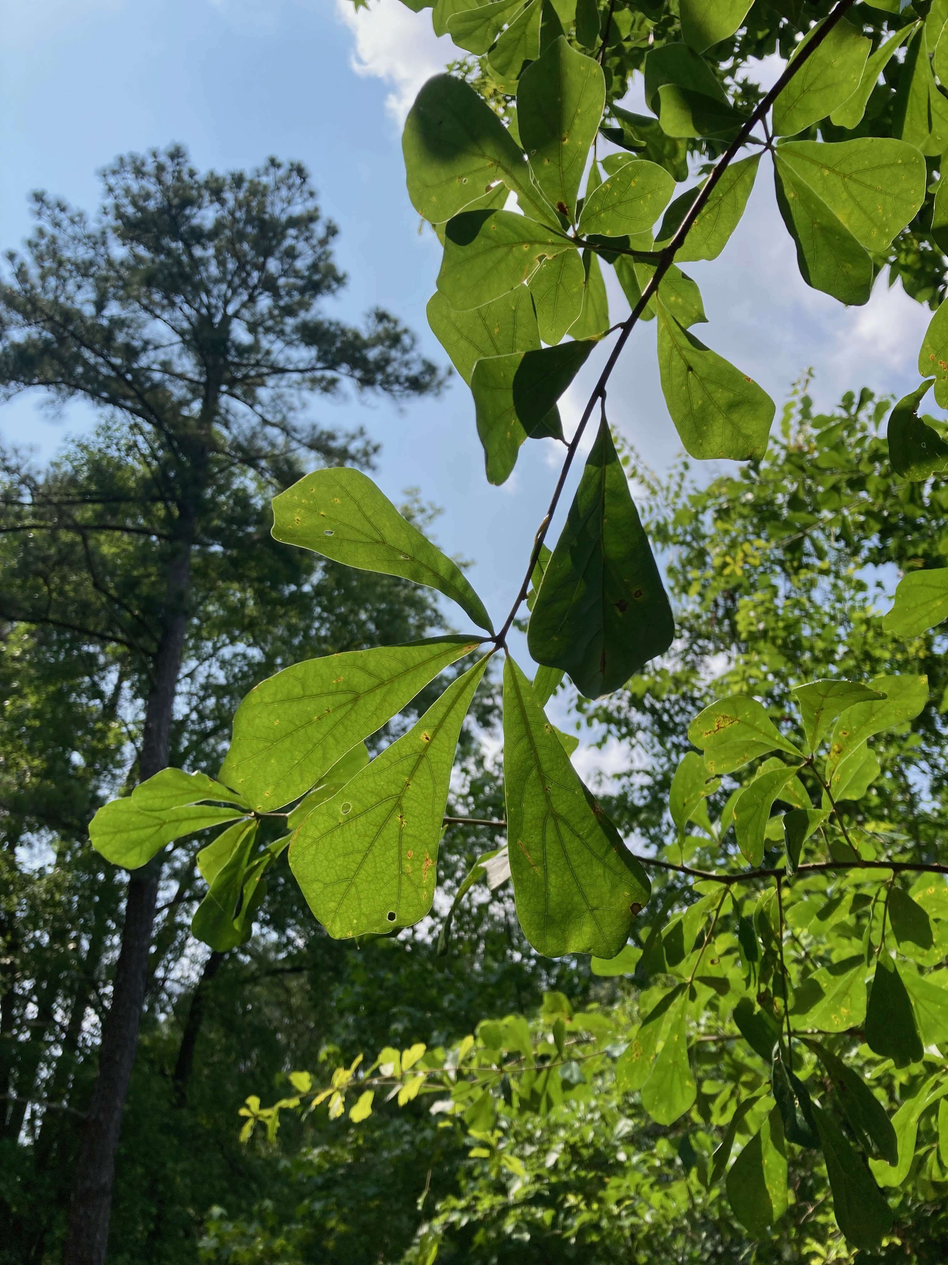 The Scientific Name is Quercus nigra. You will likely hear them called Water Oak, Paddle Oak. This picture shows the Bristle tips on the leaves are not obvious even though it is a member of the 