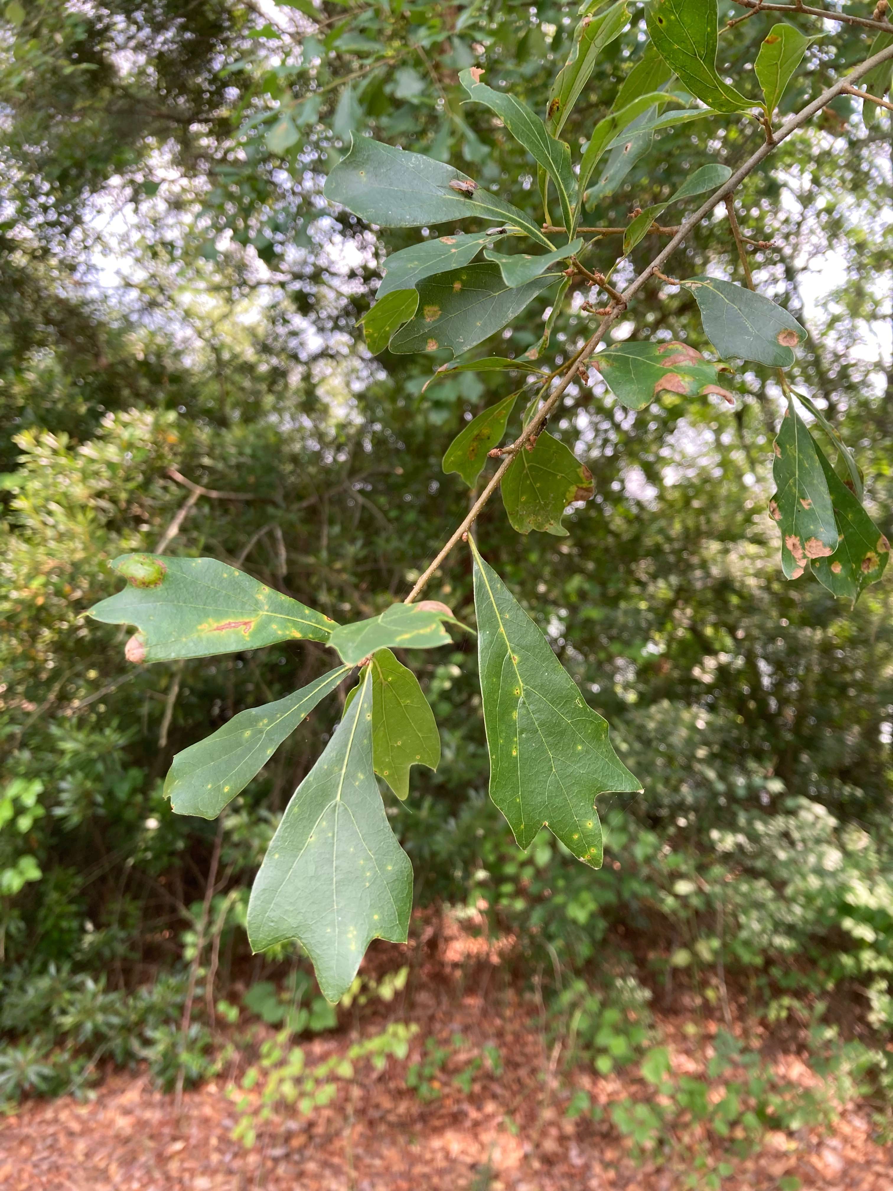 The Scientific Name is Quercus nigra. You will likely hear them called Water Oak, Paddle Oak. This picture shows the Some leaves have three rounded lobes. The bristle tips can easily be seen on them. of Quercus nigra