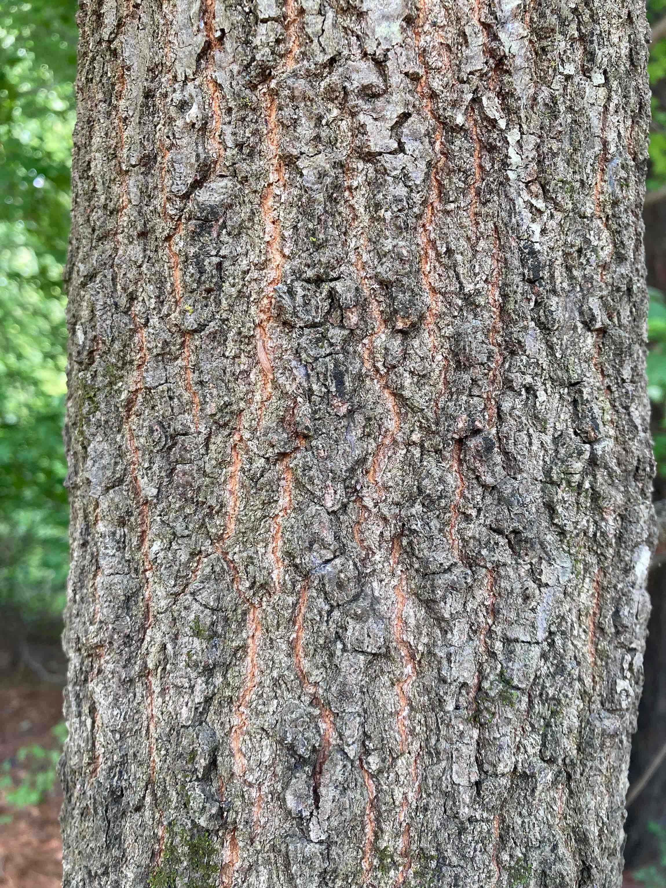 The Scientific Name is Quercus nigra. You will likely hear them called Water Oak, Paddle Oak. This picture shows the Bark on mature tree with reddish vertical furrows. of Quercus nigra