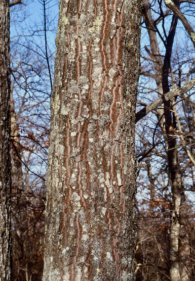 The Scientific Name is Quercus rubra. You will likely hear them called Northern Red Oak. This picture shows the Northern Red Oak bark is gray to almost black, with shallow vertical fissures; sometimes the spaces between the fissures are reddish. of Quercus rubra