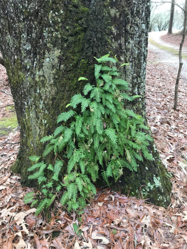 The Scientific Name is Pleopeltis michauxiana [= Polypodium polypodioides, Pleopeltis polypodioides]. You will likely hear them called Resurrection fern. This picture shows the Resurrection fern following a rain. of Pleopeltis michauxiana [= Polypodium polypodioides, Pleopeltis polypodioides]