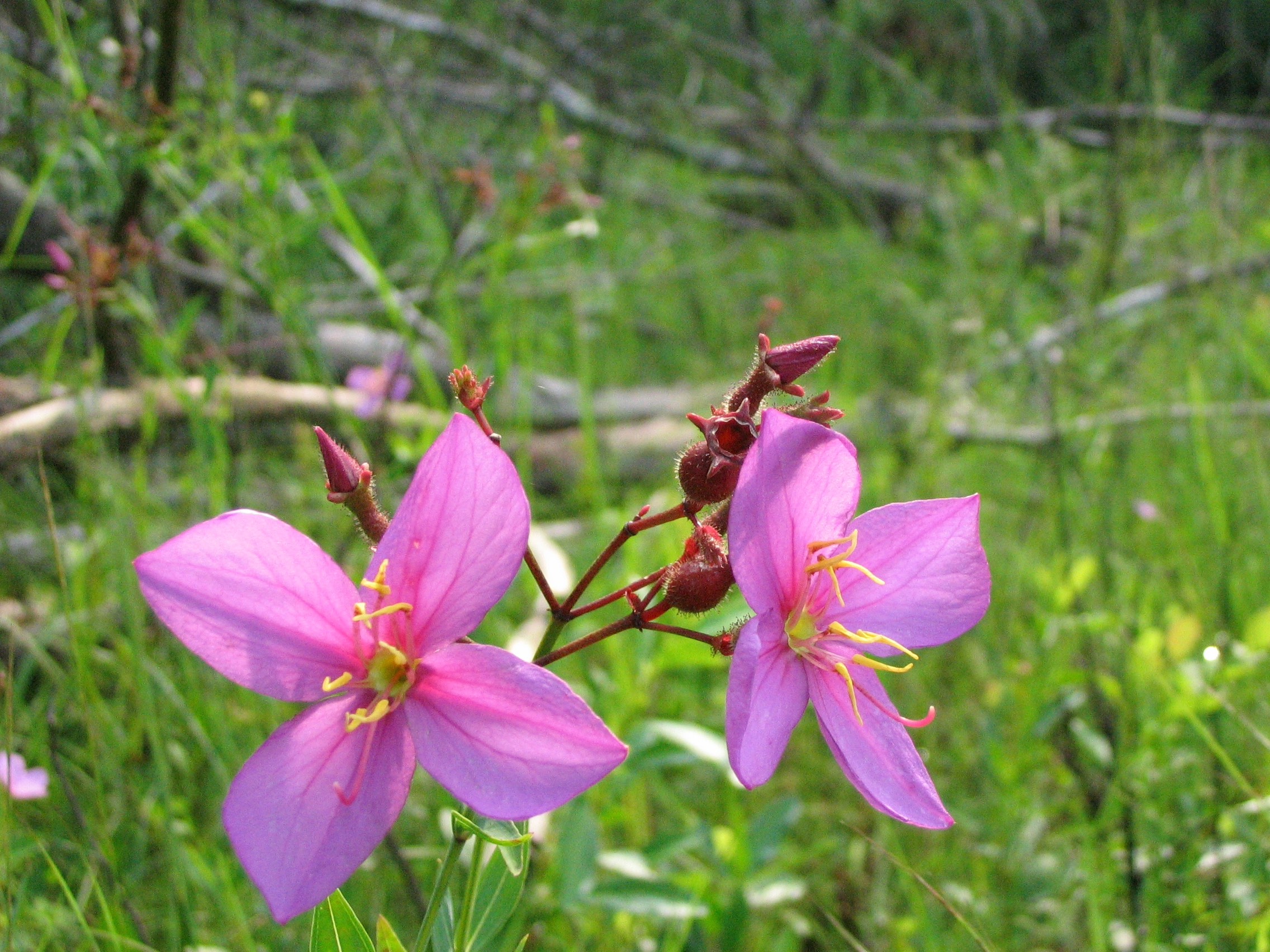 The Scientific Name is Rhexia alifanus. You will likely hear them called Savanna Meadow-beauty, Smooth Meadow-beauty. This picture shows the A favorite wildflower of pine savannas and flatwoods. of Rhexia alifanus