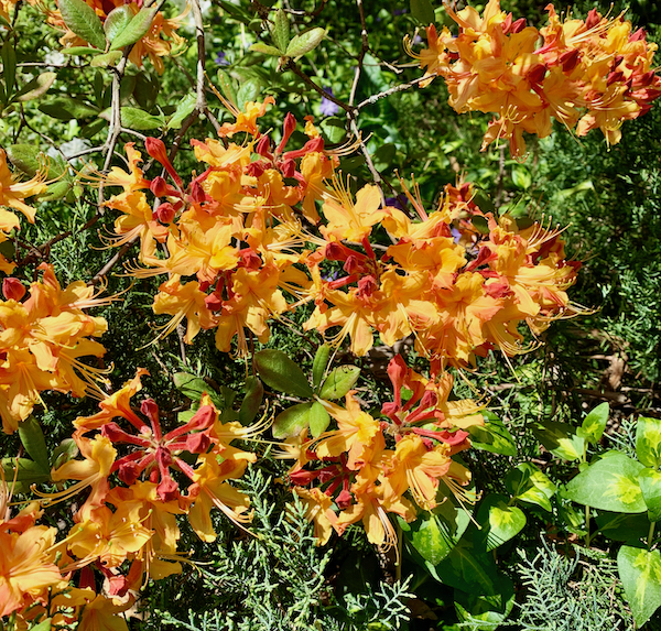 The Scientific Name is Rhododendron austrinum [= Azalea austrinum]. You will likely hear them called Florida Flame Azalea, Orange Azalea. This picture shows the Florida Flame Azalea is an early blooming yellow-to-orange azalea, native to FL, GA, AL, and MS. of Rhododendron austrinum [= Azalea austrinum]