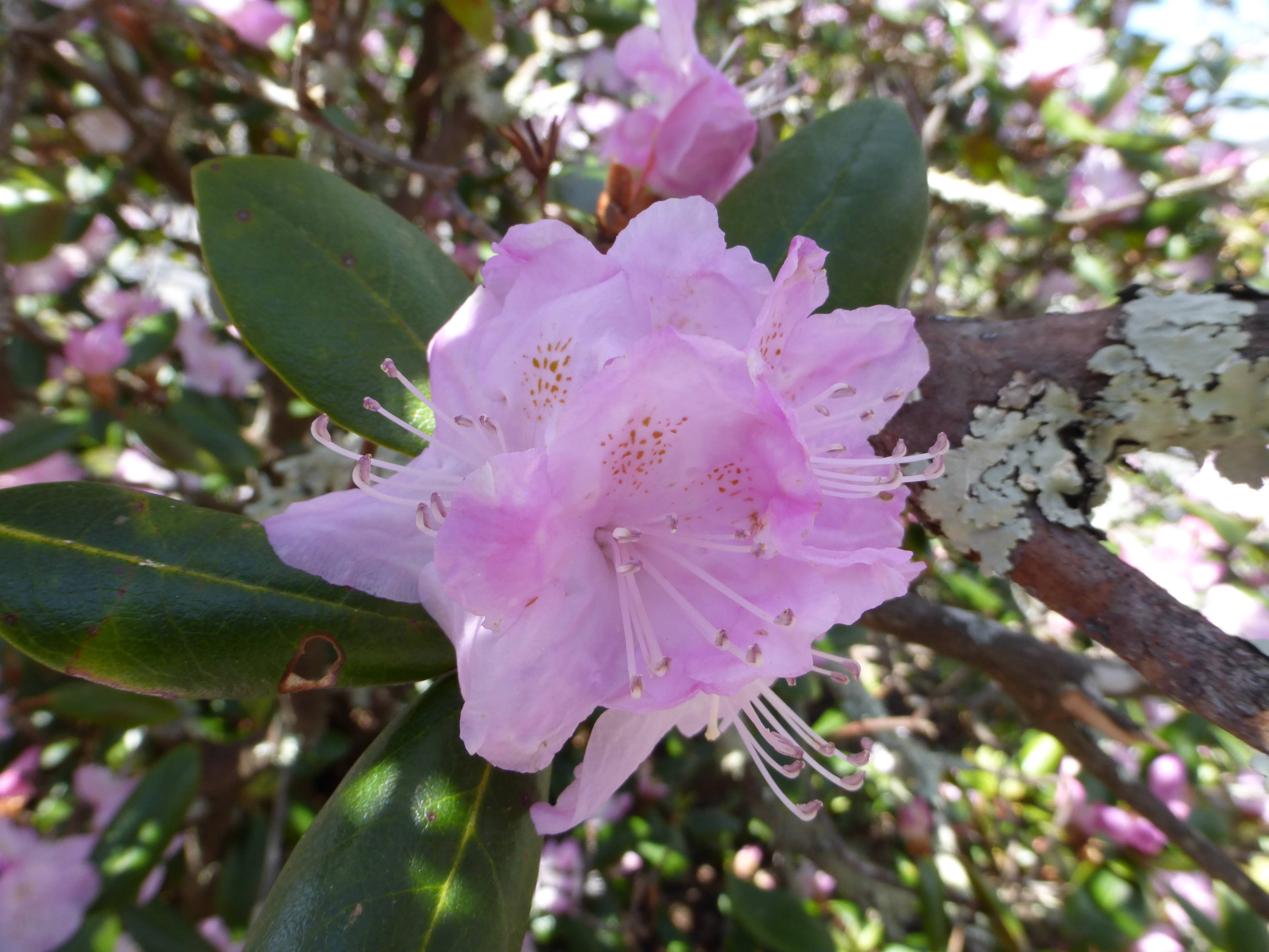 The Scientific Name is Rhododendron carolinianum. You will likely hear them called Carolina Rhododendron, Punctatum. This picture shows the Flowers are mostly pink but can be light pink and even white. of Rhododendron carolinianum