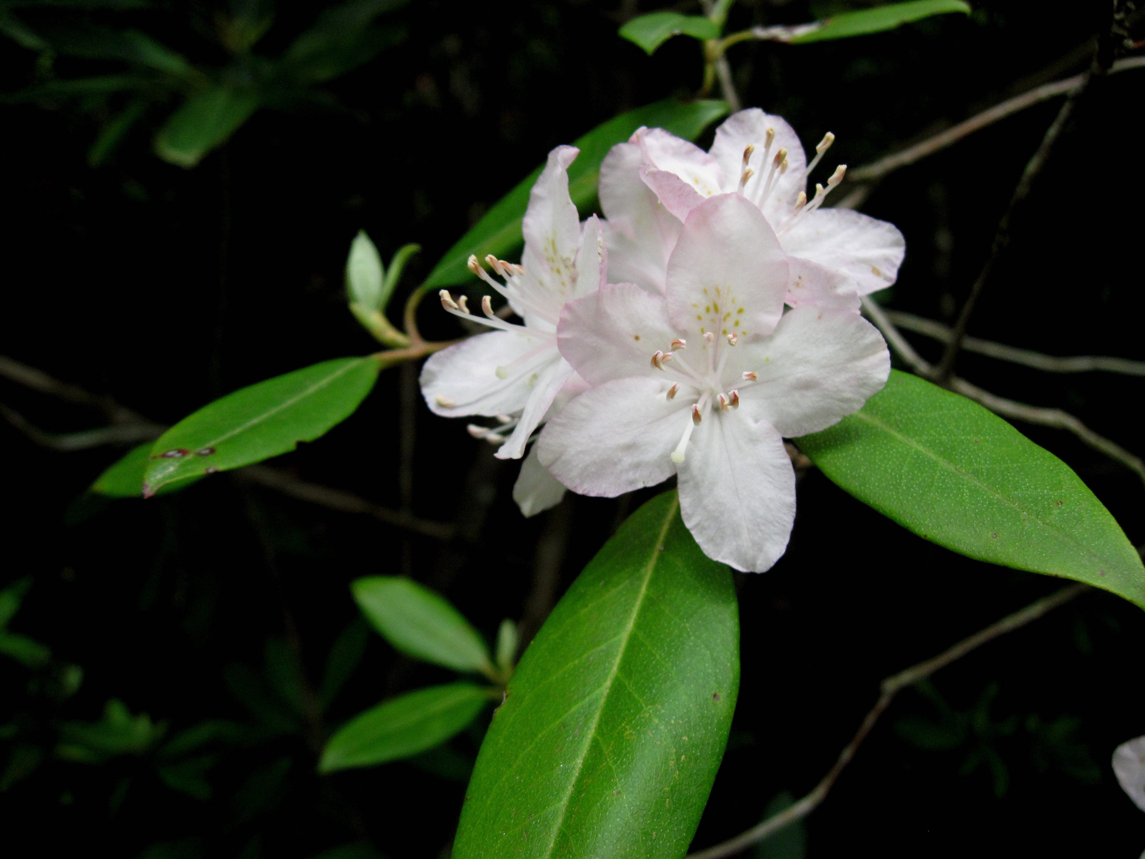 The Scientific Name is Rhododendron carolinianum. You will likely hear them called Carolina Rhododendron, Punctatum. This picture shows the Has larger flowers, leaves, and is earlier blooming than Rhododendron minus. of Rhododendron carolinianum