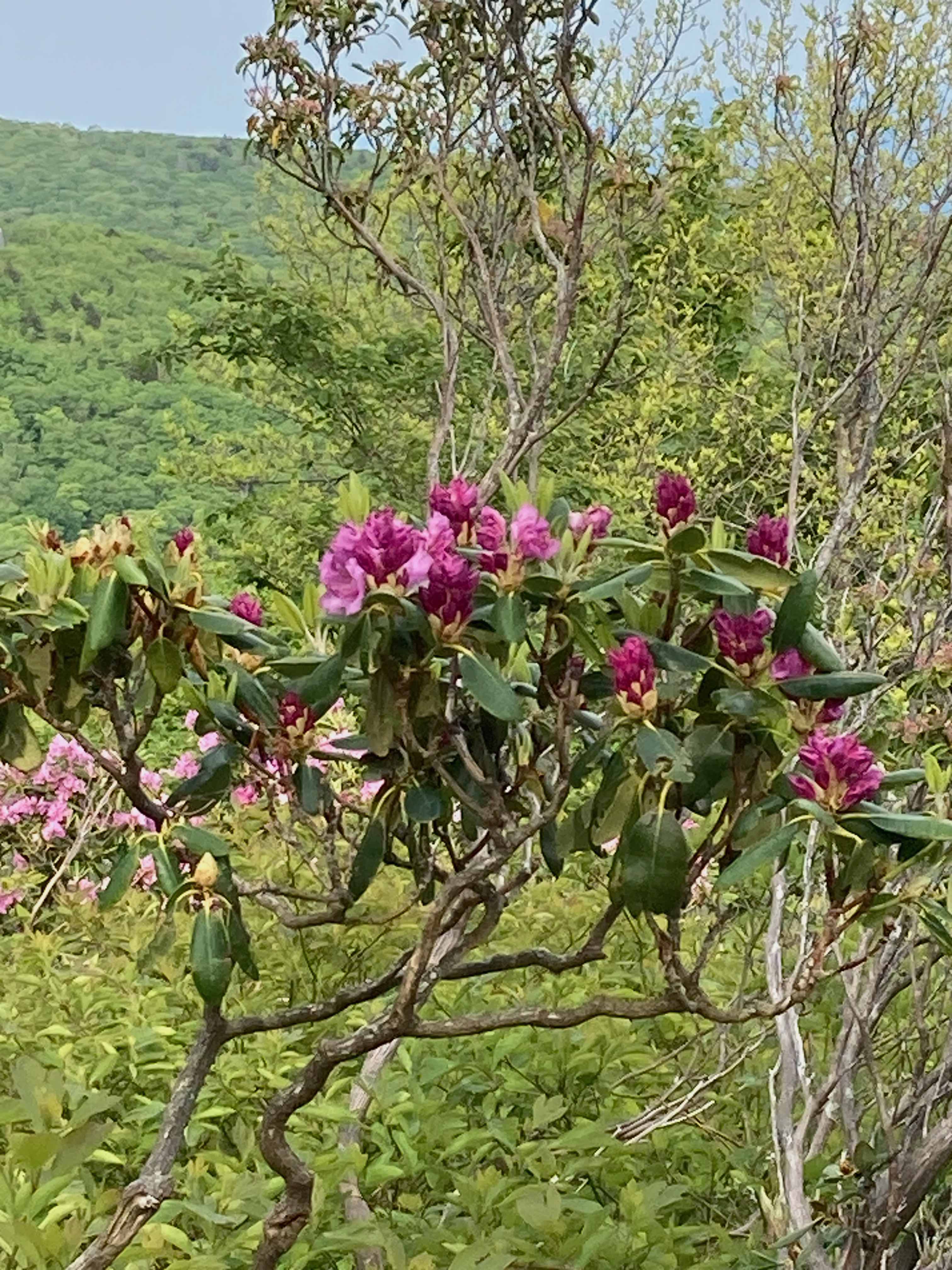 The Scientific Name is Rhododendron catawbiense. You will likely hear them called Catawba Rhododendron, Mountain Rosebay, Catawba Rosebay, Purple Rhododendron, Purple Laurel, Rosebay Laurel, Pink Laurel. This picture shows the Large rose/magenta colored flowers. of Rhododendron catawbiense