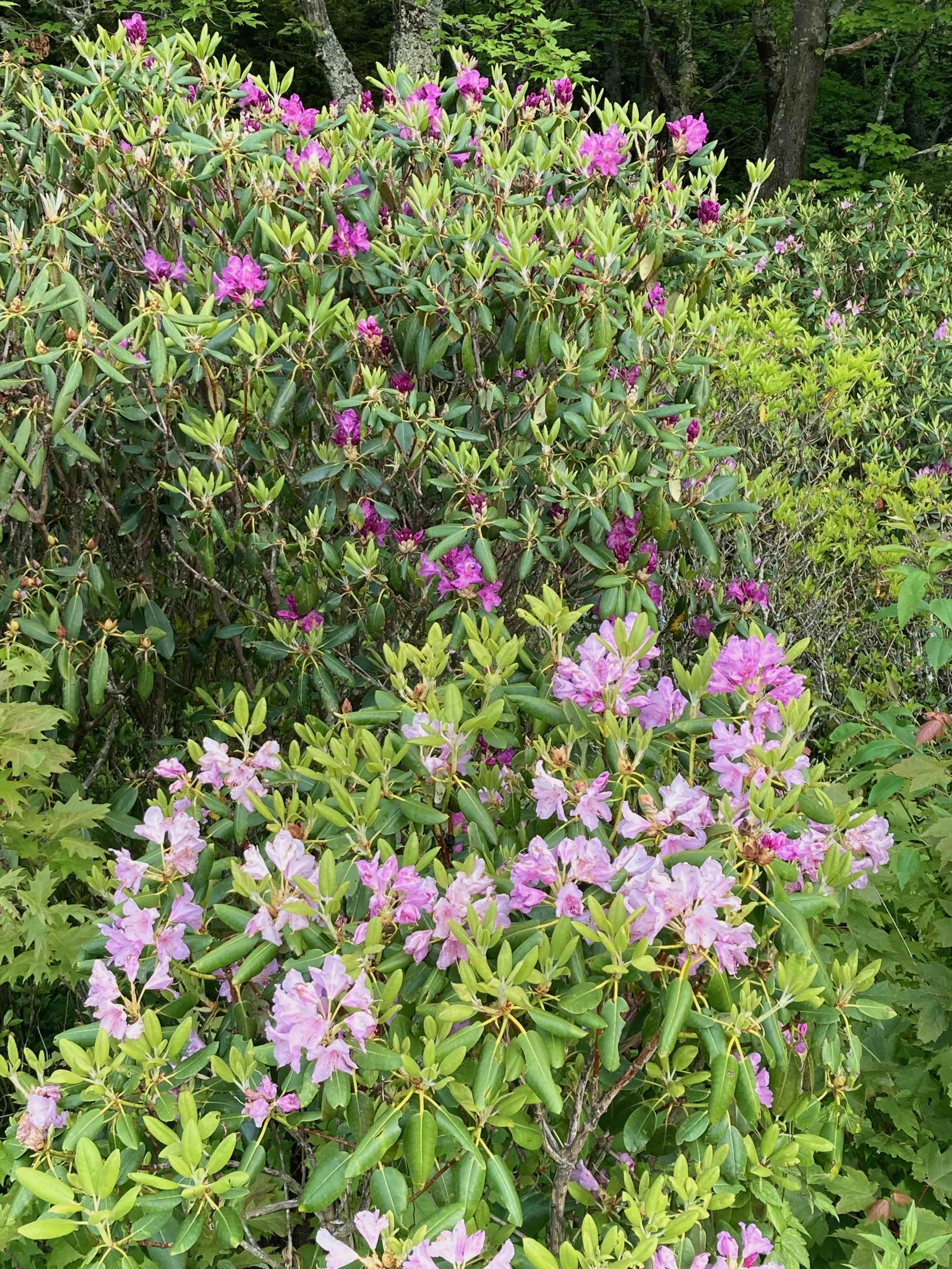 The Scientific Name is Rhododendron catawbiense. You will likely hear them called Catawba Rhododendron, Mountain Rosebay, Catawba Rosebay, Purple Rhododendron, Purple Laurel, Rosebay Laurel, Pink Laurel. This picture shows the Variations in flower color. of Rhododendron catawbiense