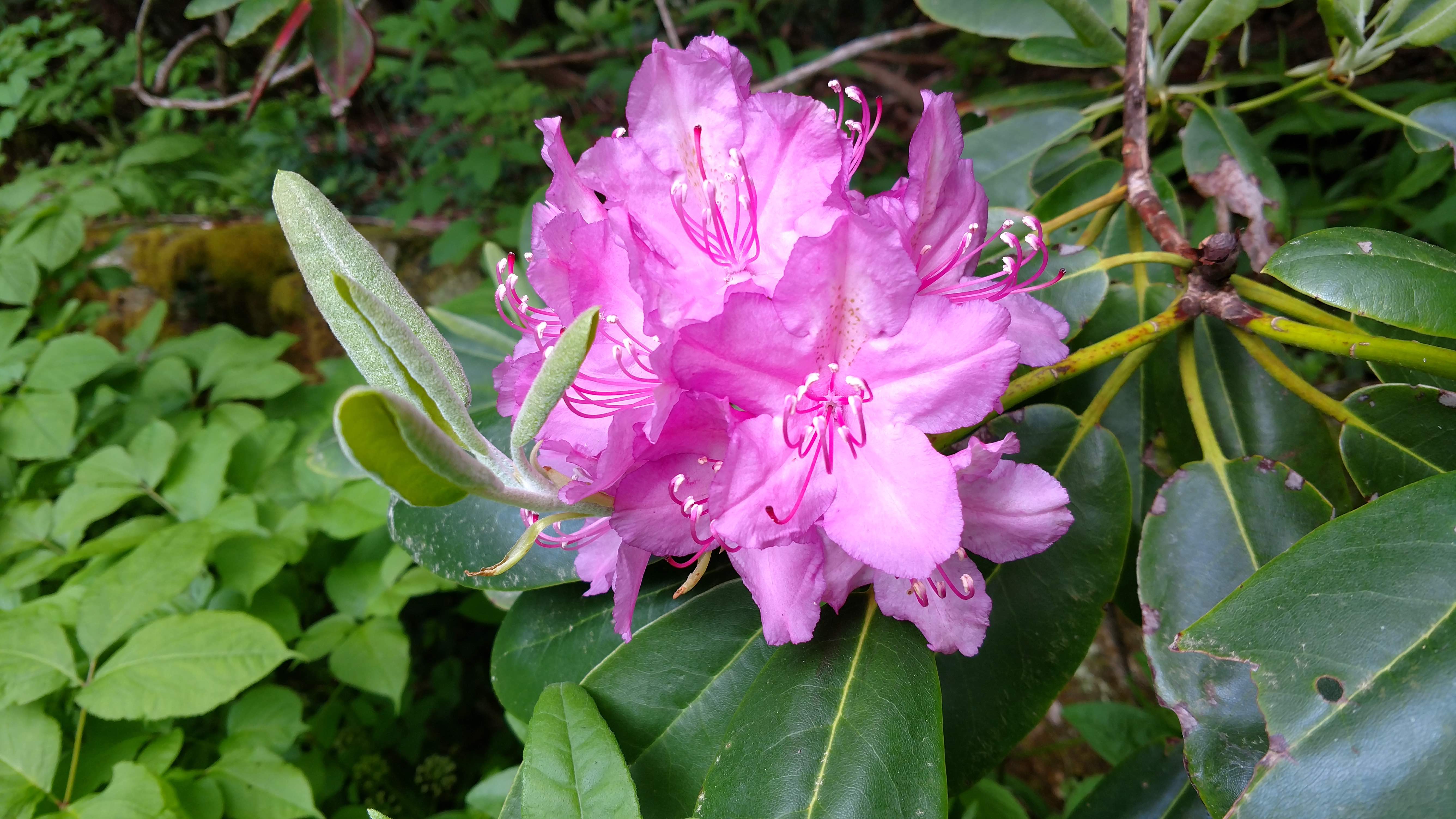 The Scientific Name is Rhododendron catawbiense. You will likely hear them called Catawba Rhododendron, Mountain Rosebay, Catawba Rosebay, Purple Rhododendron, Purple Laurel, Rosebay Laurel, Pink Laurel. This picture shows the The leaf tips and leaf bases are rounded and sides mostly parallel to each other. of Rhododendron catawbiense