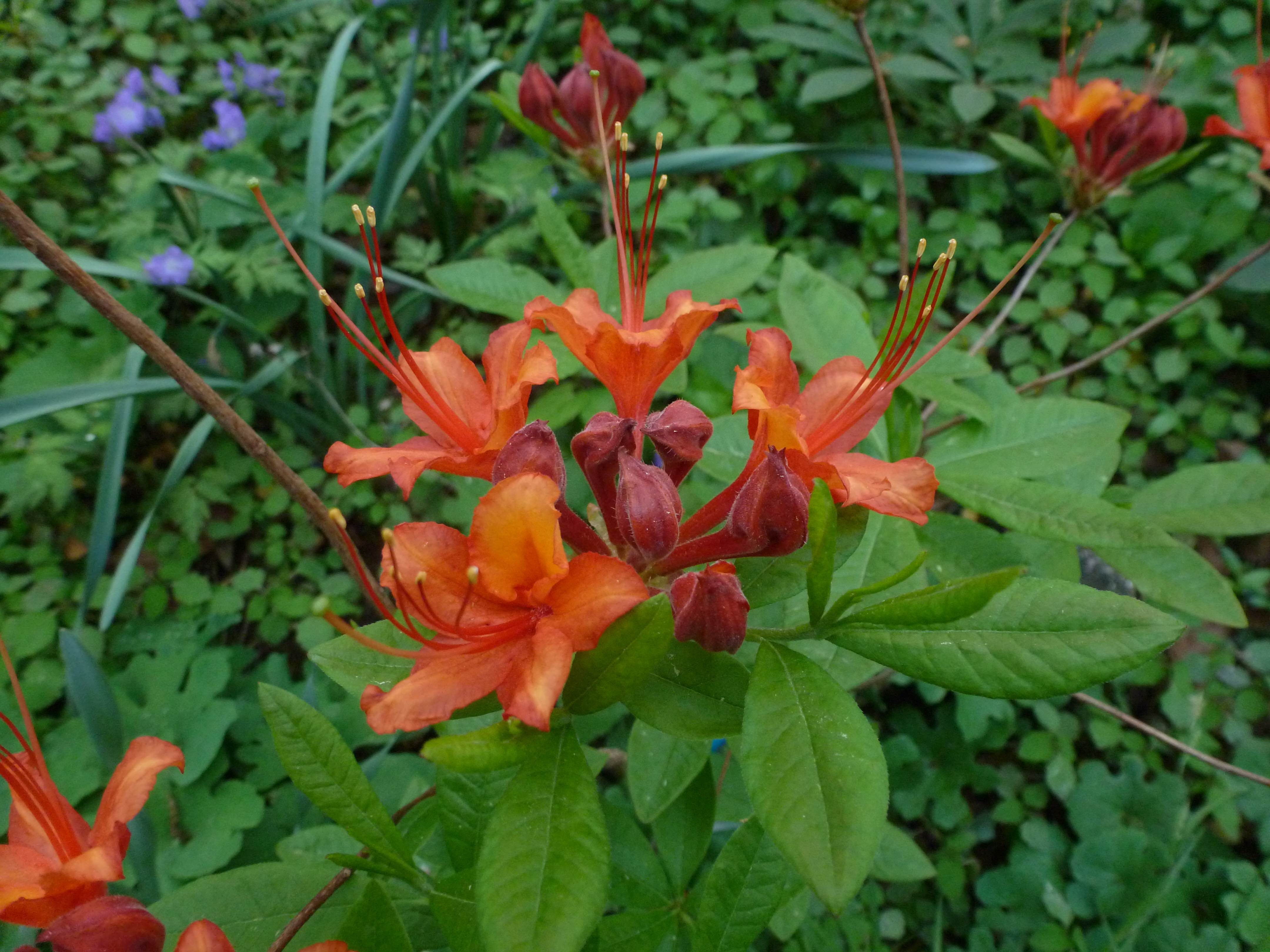The Scientific Name is Rhododendron flammeumm [= Rhododendron speciosum]. You will likely hear them called Oconee Azalea, Piedmont Azalea. This picture shows the A medium-sized shrub blooming in mid spring with red-orange to yellow shades. of Rhododendron flammeumm [= Rhododendron speciosum]