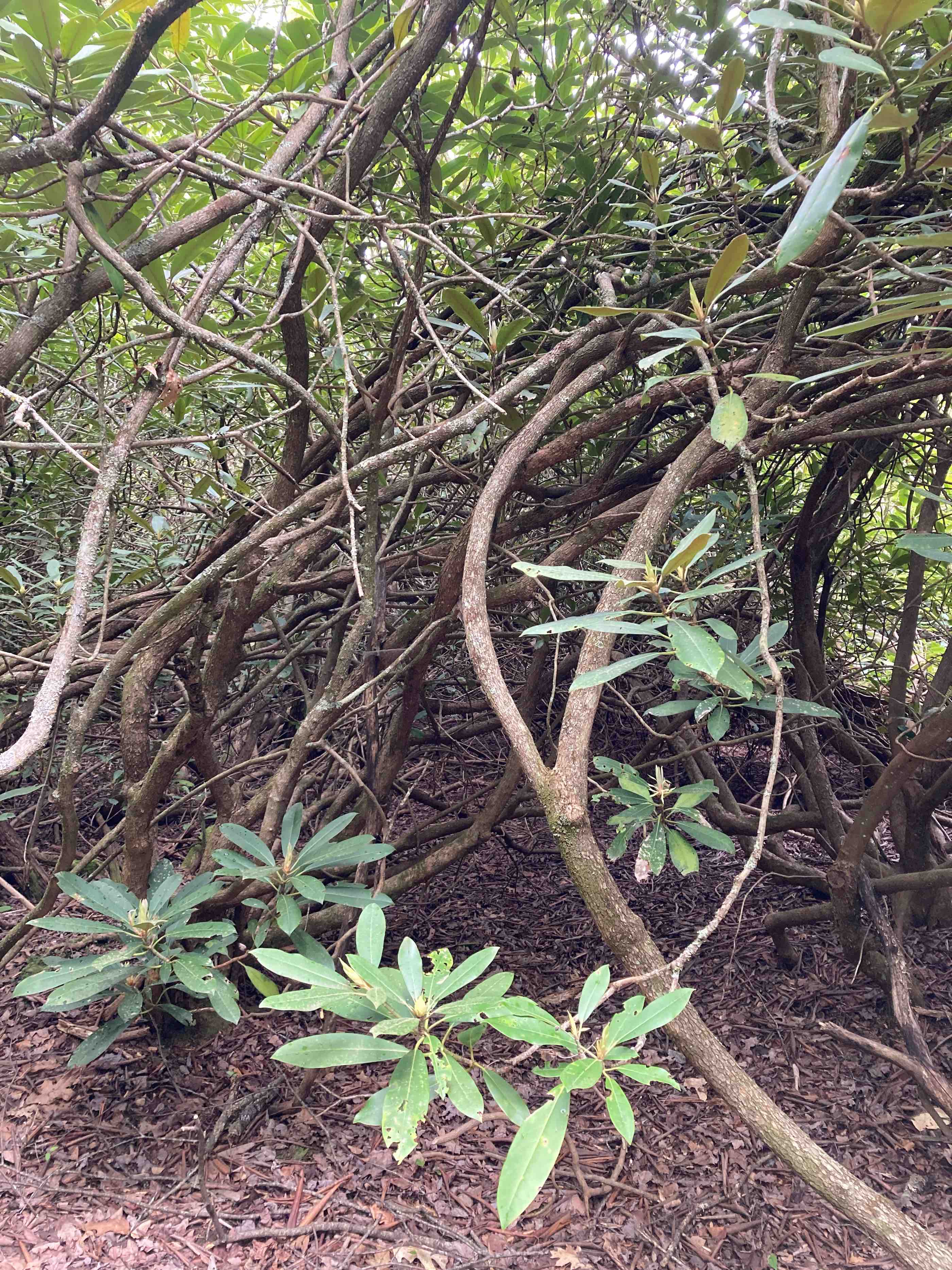 The Scientific Name is Rhododendron maximum. You will likely hear them called Great Rhododendron, Rosebay Rhododendron. This picture shows the Can form very dense, almost impenetrable stands of Rhododendron maximum
