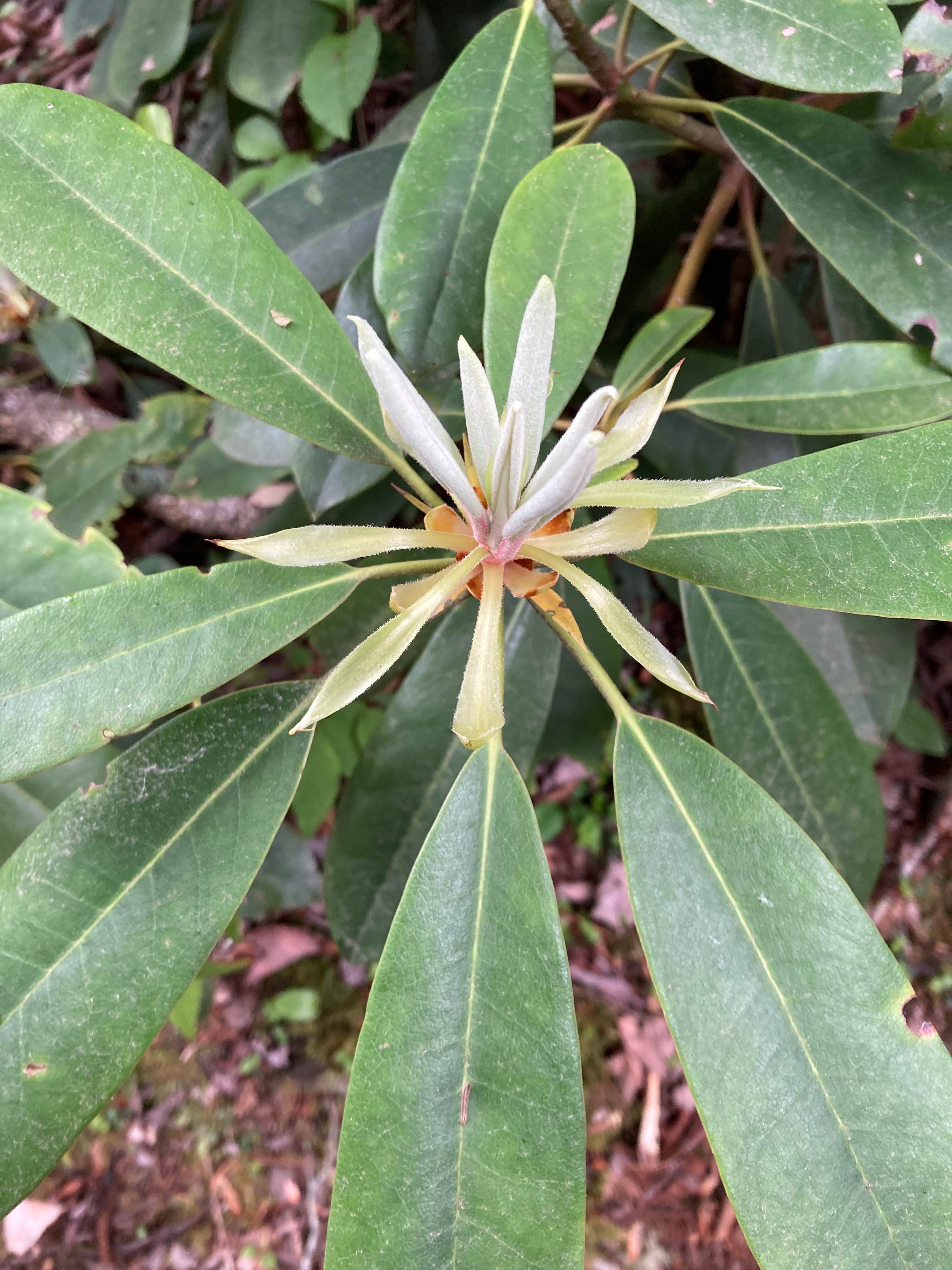The Scientific Name is Rhododendron maximum. You will likely hear them called Great Rhododendron, Rosebay Rhododendron. This picture shows the The new growth in the spring, before the flowers open, are also very attractive. of Rhododendron maximum