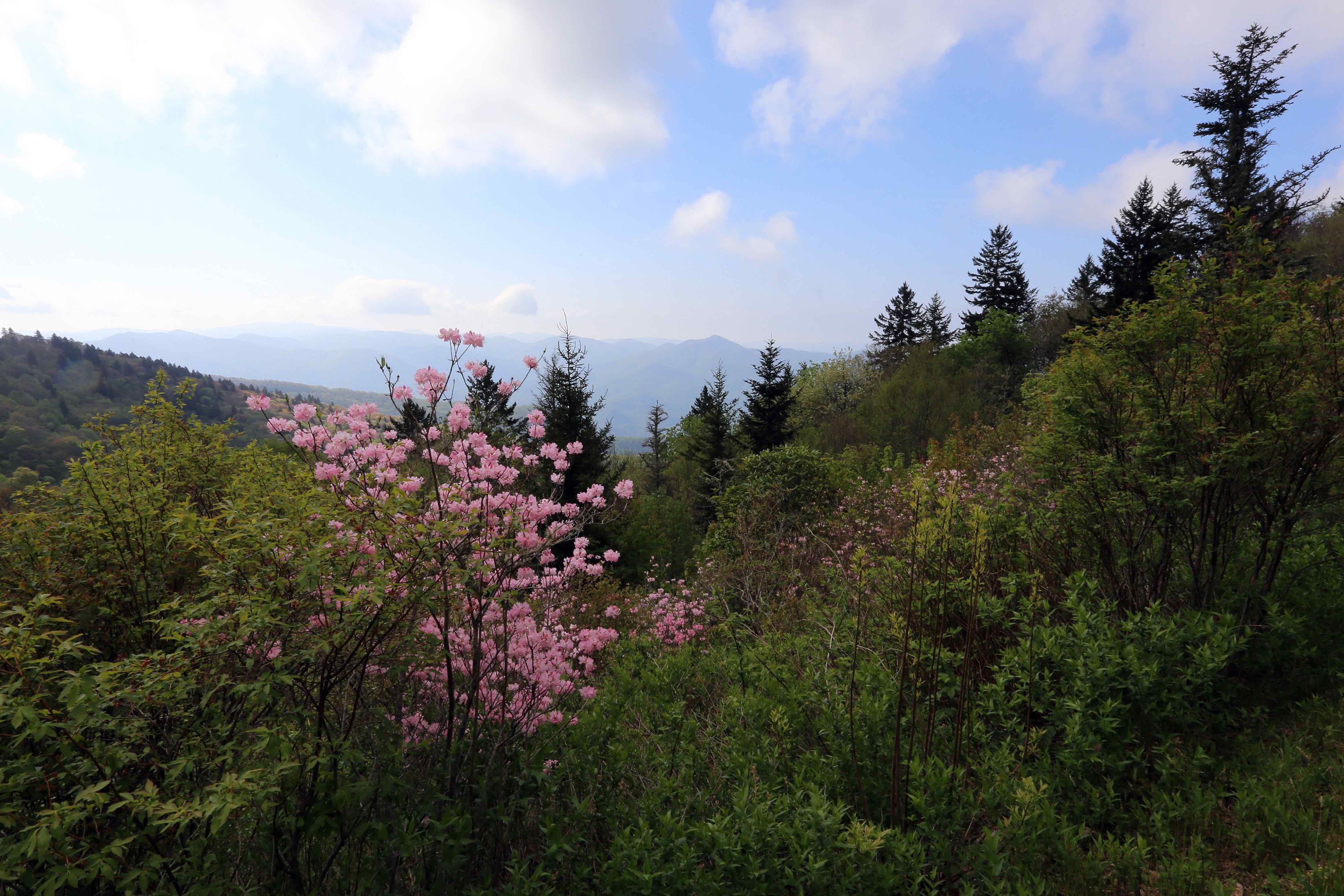 The Scientific Name is Rhododendron vaseyi. You will likely hear them called Pinkshell Azalea. This picture shows the Pinkshell Azalea blossoms along the Blue Ridge Parkway in mid-May near Graveyard Fields west of Asheville. of Rhododendron vaseyi