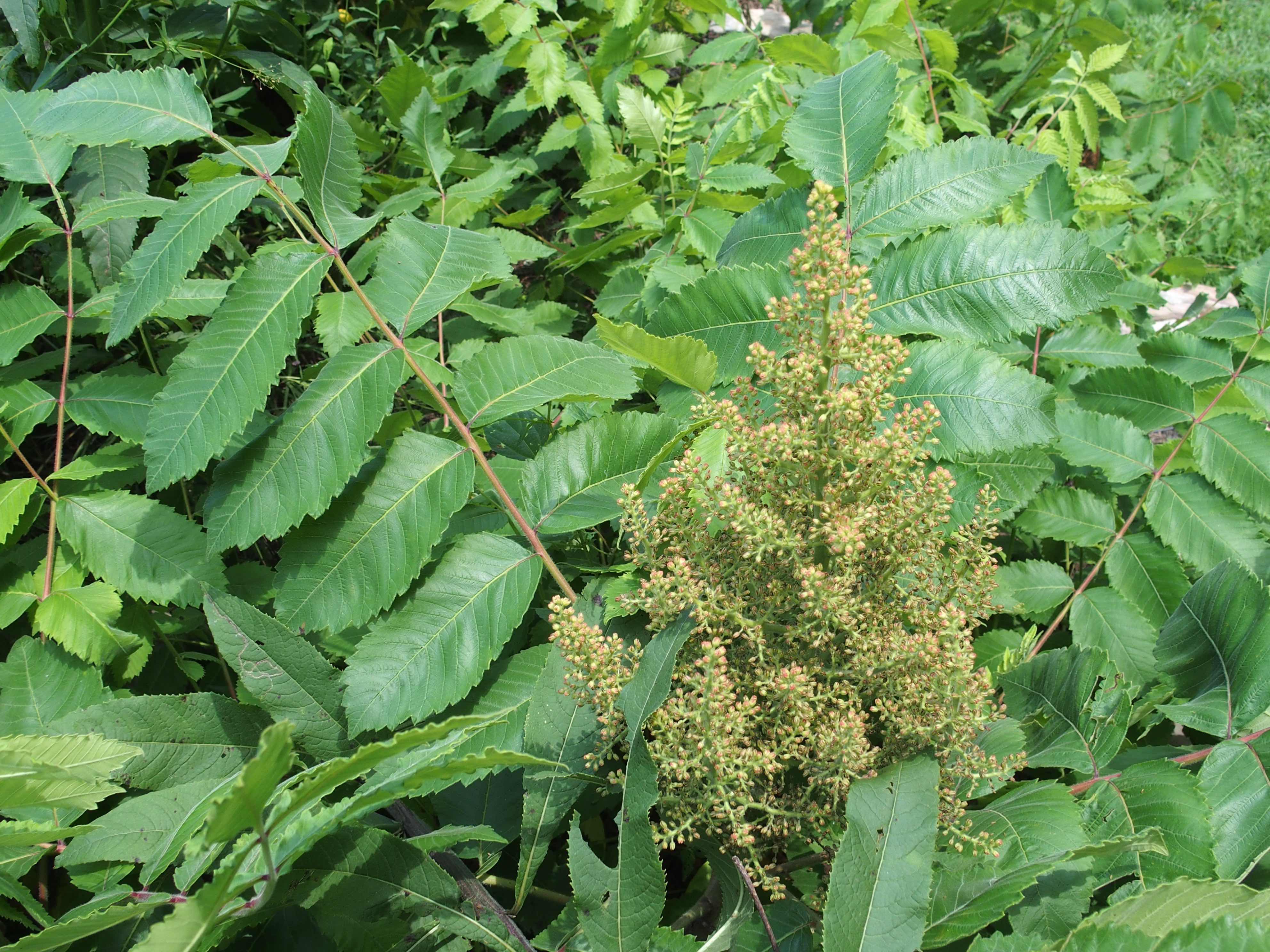 The Scientific Name is Rhus michauxii. You will likely hear them called Michaux's Sumac, Dwarf Sumac, False Poison Sumac. This picture shows the Rare, low, rhizomatous shrub occurring in colonies that are typically composed only of male plants or female plants, but rarely both together. of Rhus michauxii