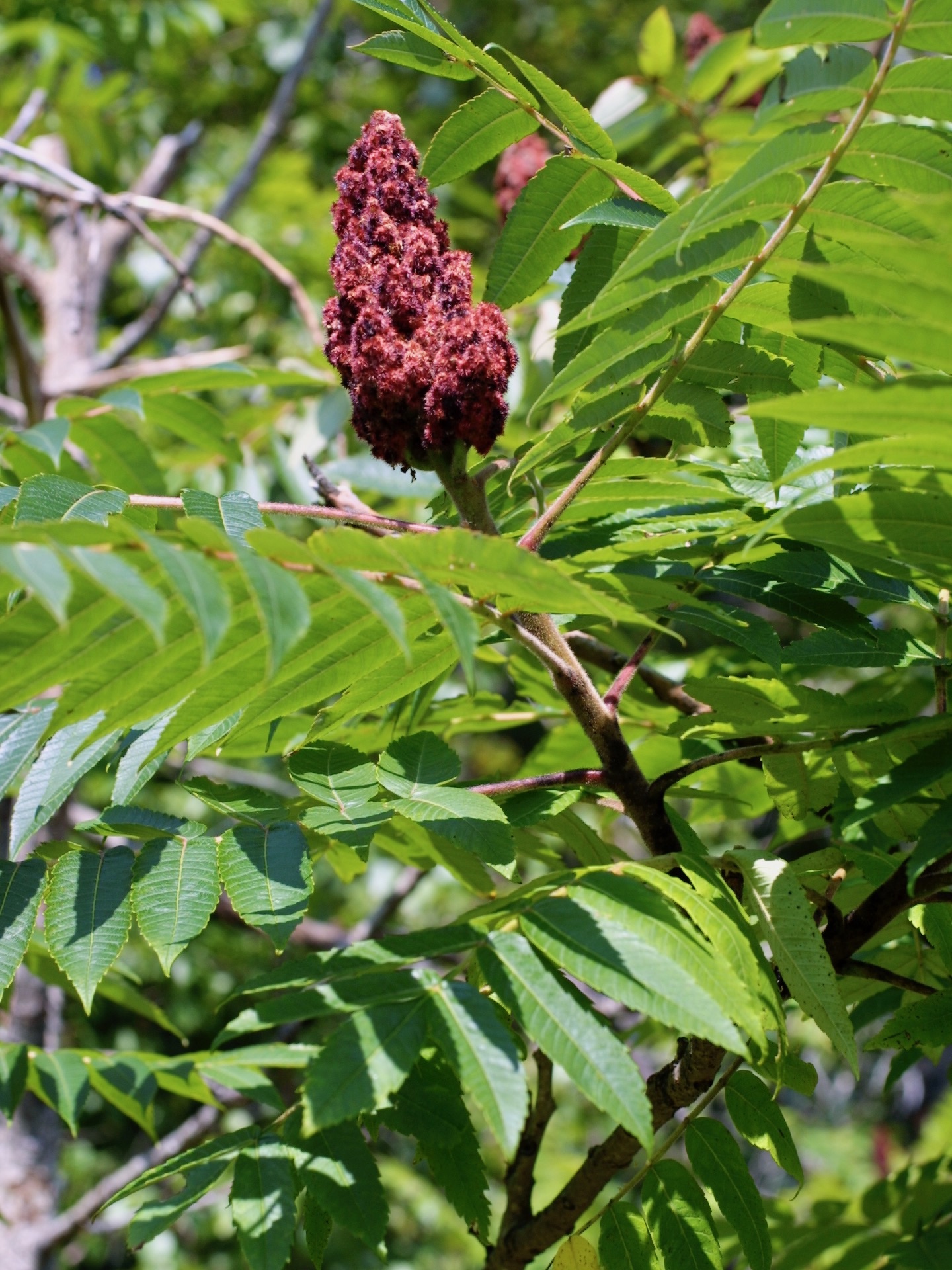 The Scientific Name is Rhus typhina. You will likely hear them called Staghorn Sumac. This picture shows the Dense cluster of hairy, red fruit, and stems densely covered with long hairs of Rhus typhina