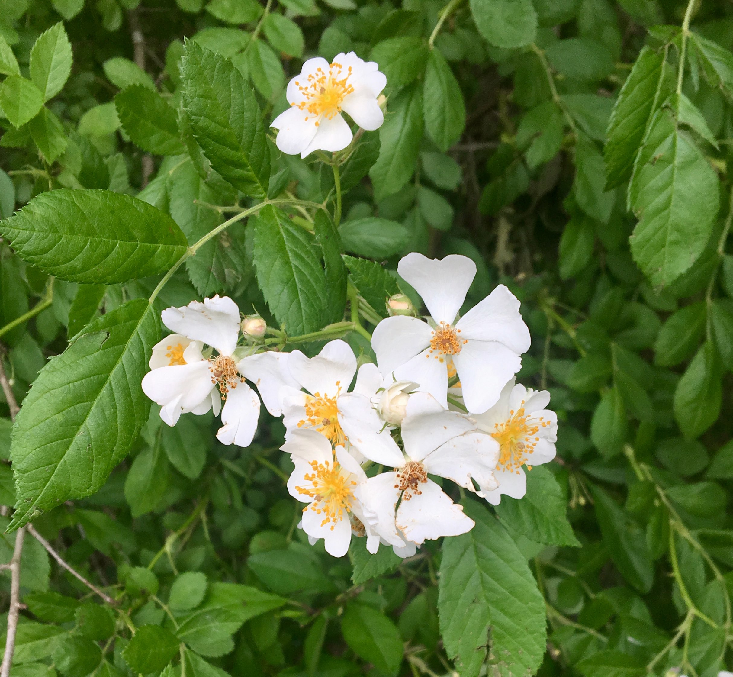 The Scientific Name is Rosa multiflora. You will likely hear them called Multiflora Rose, Hedge Rose. This picture shows the Small white to piink flowers, from 0.5