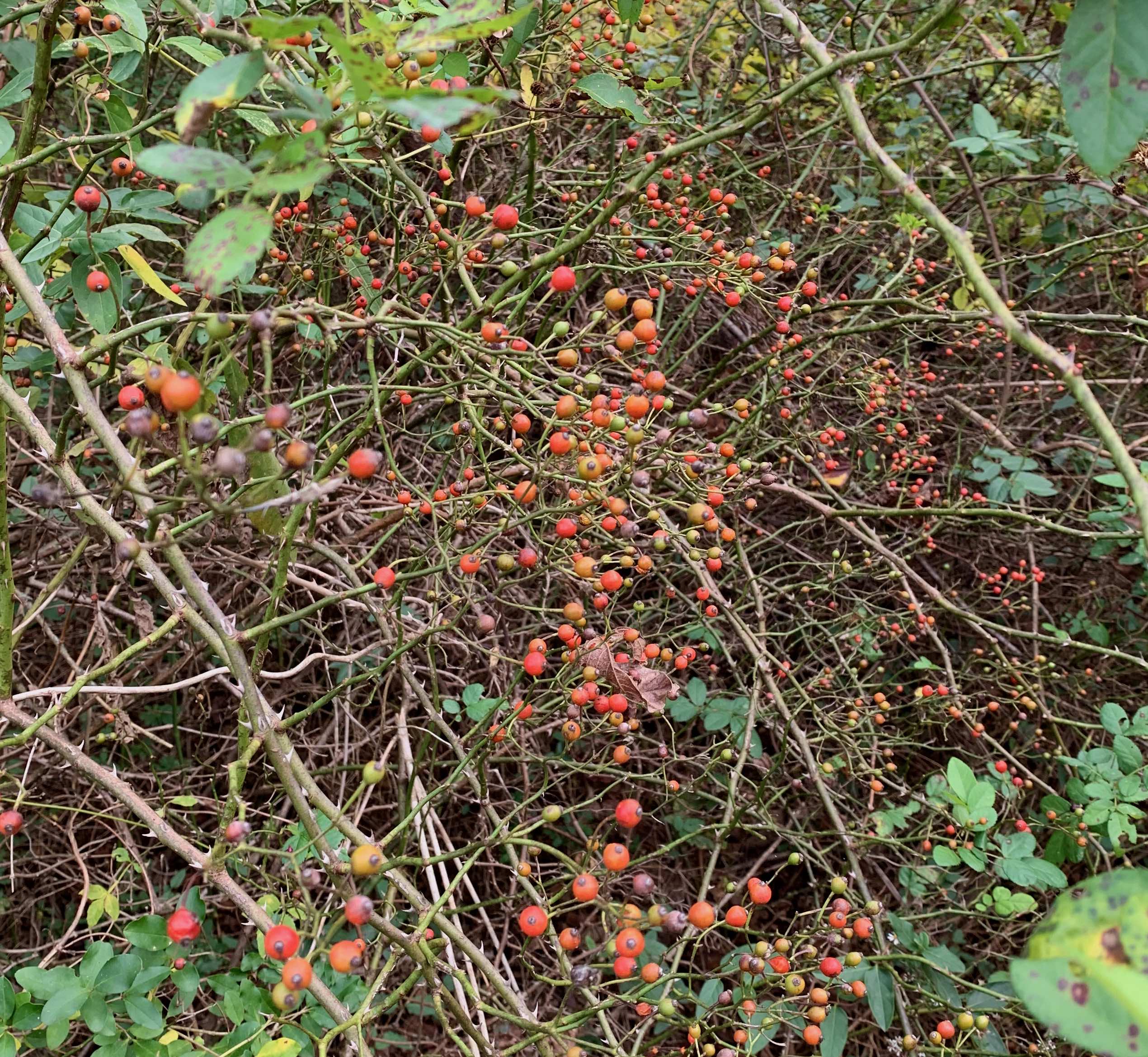 The Scientific Name is Rosa multiflora. You will likely hear them called Multiflora Rose, Hedge Rose. This picture shows the Multiflora Rose produces large numbers of small red fruits that persist into the winter. of Rosa multiflora