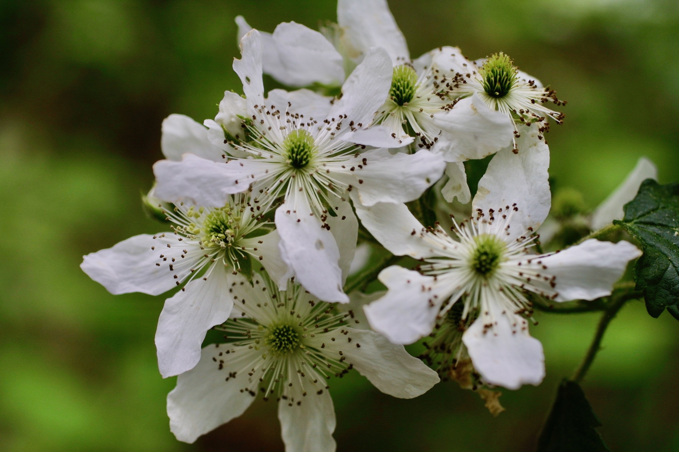 The Scientific Name is Rubus allegheniensis. You will likely hear them called Allegheny Blackberry. This picture shows the 5 petals and 5 sepals, the petals longer than the sepals of Rubus allegheniensis
