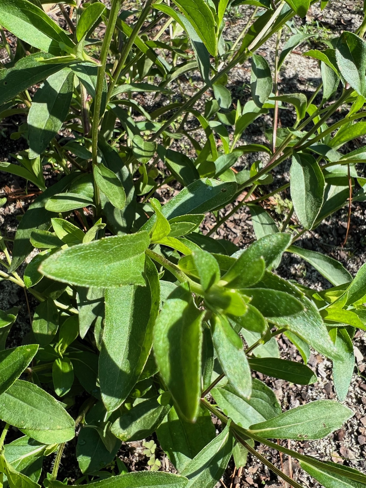 The Scientific Name is Rudbeckia fulgida. You will likely hear them called Eastern Coneflower. This picture shows the Elliptic to ovate alternate stem leaves. of Rudbeckia fulgida