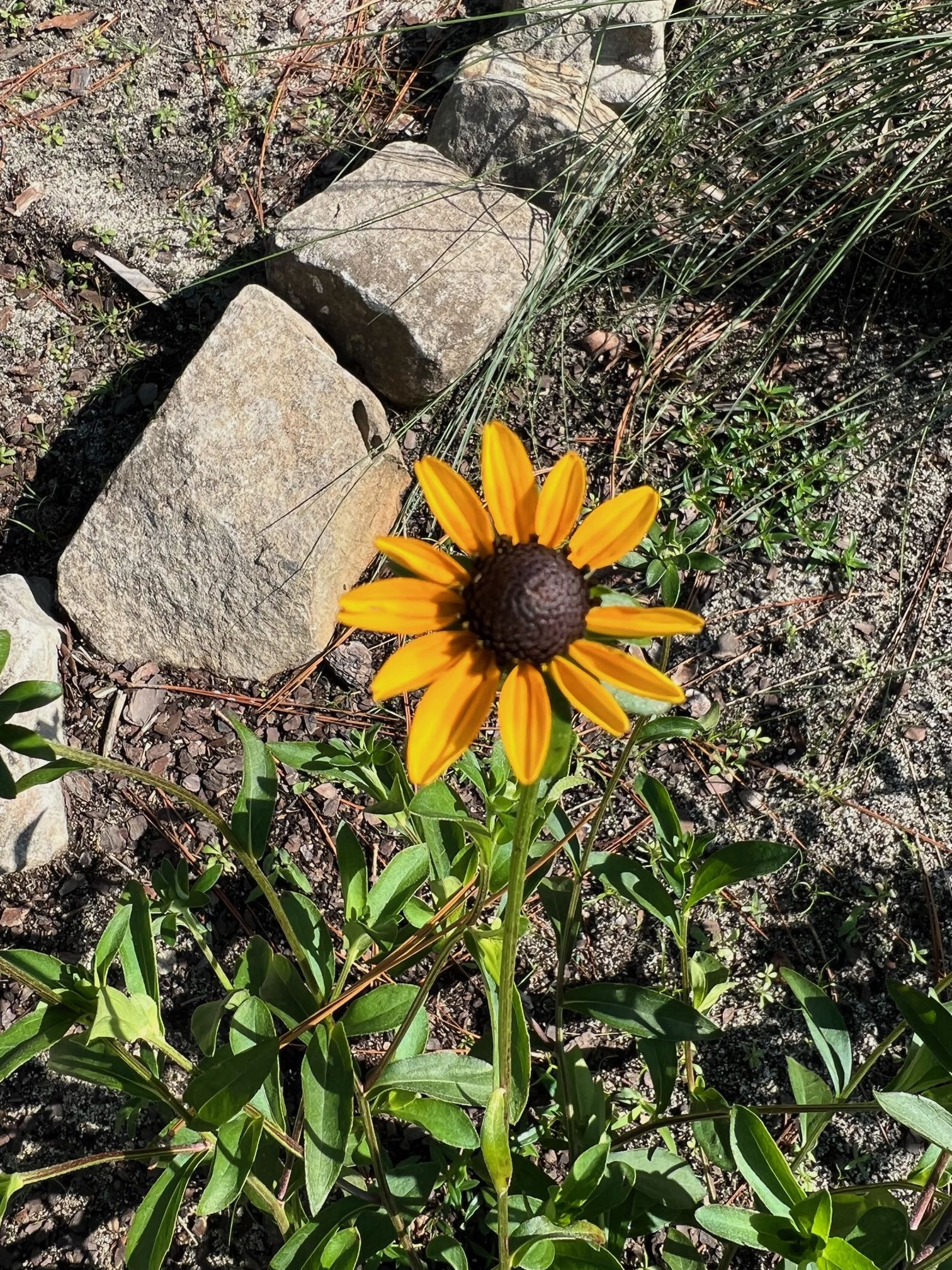 The Scientific Name is Rudbeckia fulgida. You will likely hear them called Eastern Coneflower. This picture shows the Orange to orange-yellow ray florets and dark brown central disk. of Rudbeckia fulgida