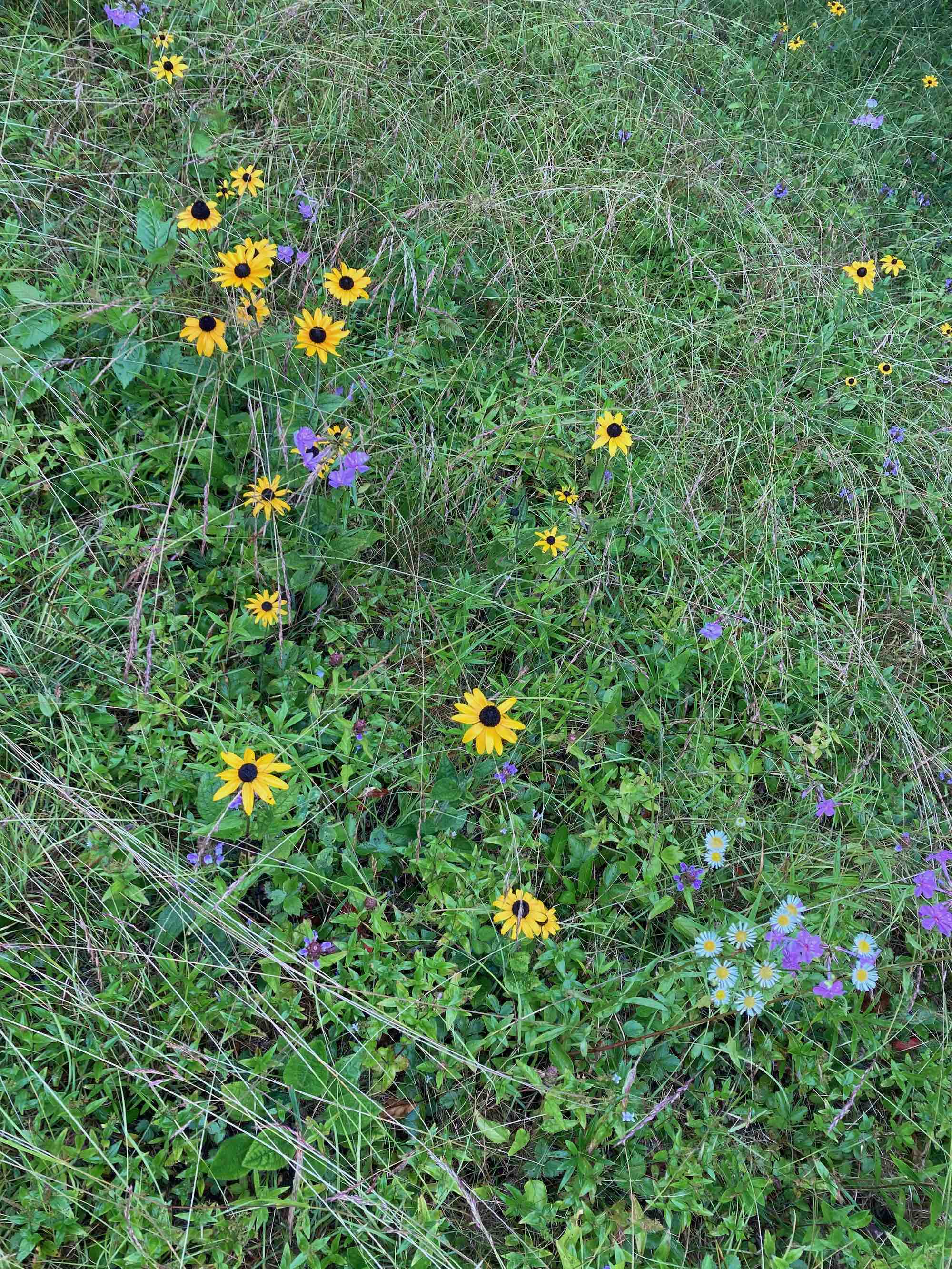 The Scientific Name is Rudbeckia hirta. You will likely hear them called Black-eyed Susan, Black-eyed Coneflower. This picture shows the A field of wildflowers along the Blue Ridge Parkway. of Rudbeckia hirta