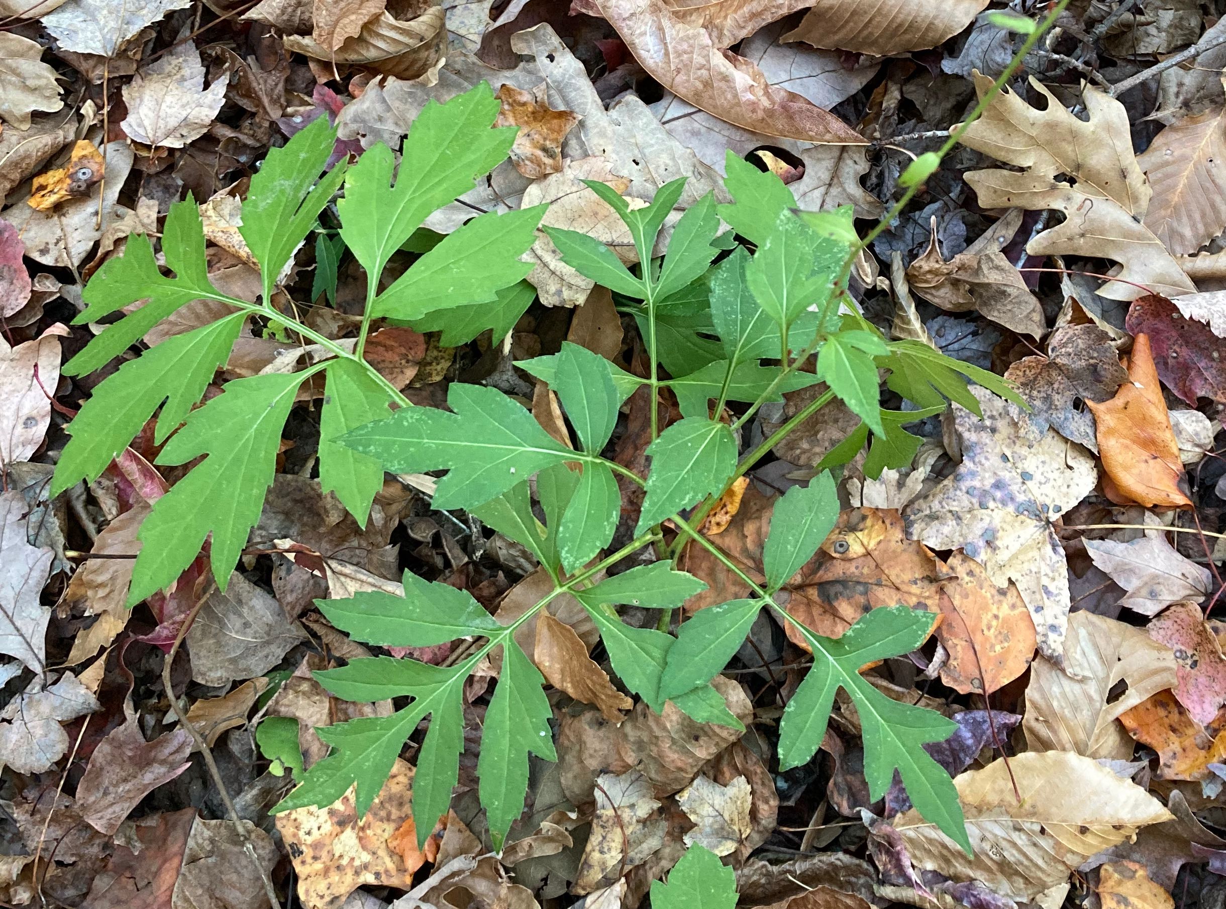 The Scientific Name is Rudbeckia laciniata. You will likely hear them called Cutleaf Coneflower, Goldenglow, Green-headed Coneflower, Sochan. This picture shows the  A rosette of basal leaves persists through the winter. of Rudbeckia laciniata