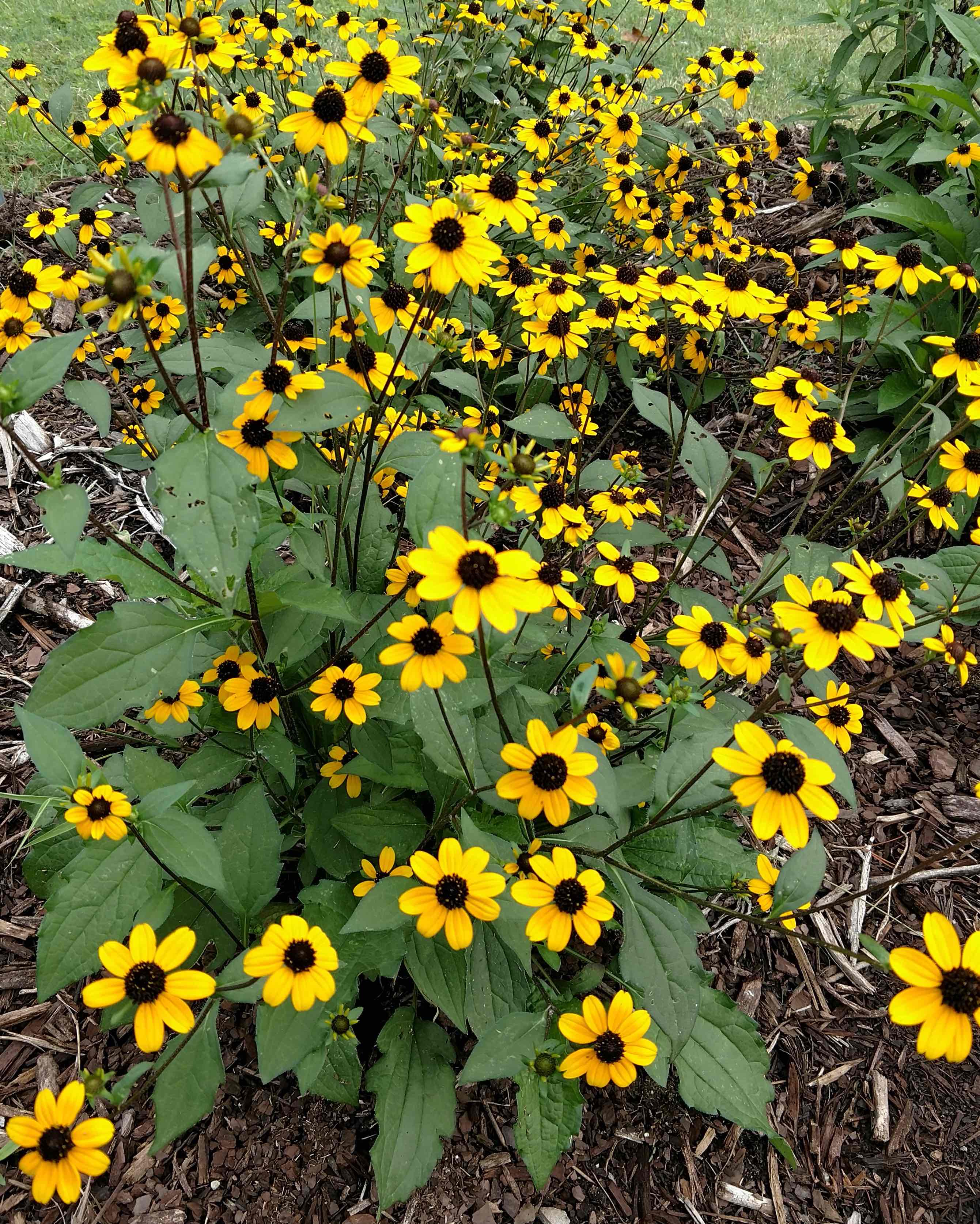 The Scientific Name is Rudbeckia triloba. You will likely hear them called Browneyed Susan. This picture shows the Easily identified by the many dozens of flowers on this 'bushy' plant. of Rudbeckia triloba