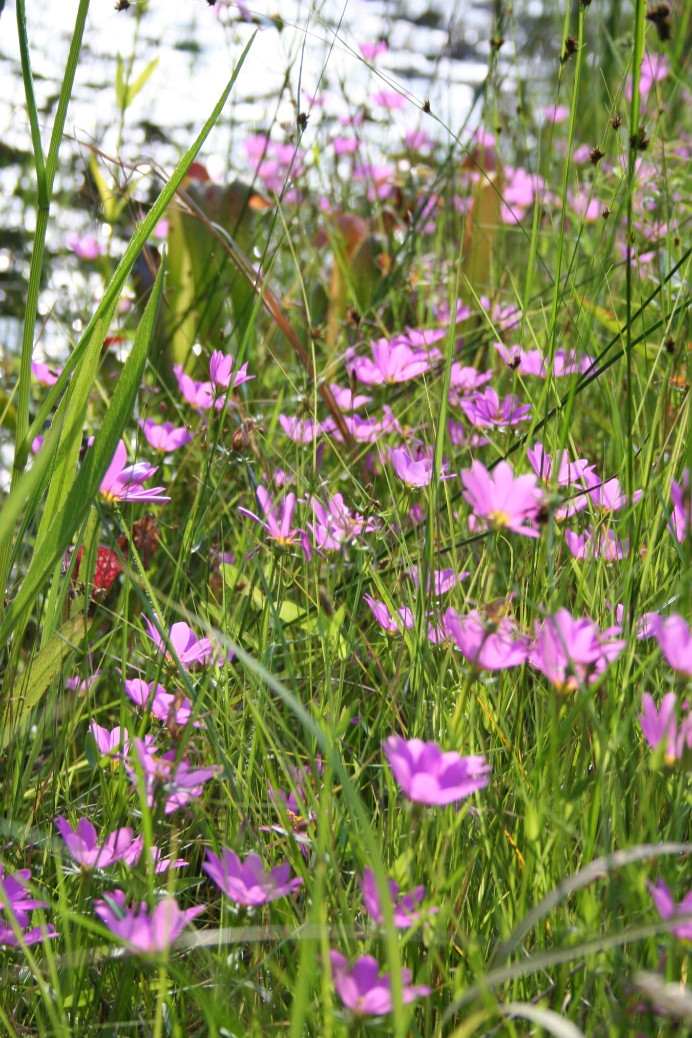 The Scientific Name is Sabatia dodecandra. You will likely hear them called Perennial Sea-pink, Large Marsh Rose-pink. This picture shows the Naturalized in a wetland pond edge of Sabatia dodecandra