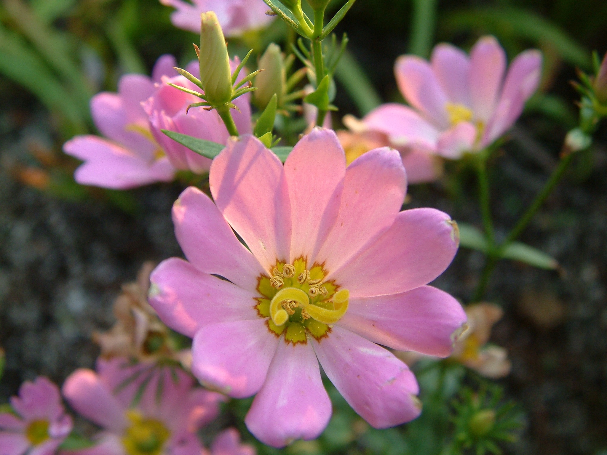 The Scientific Name is Sabatia dodecandra. You will likely hear them called Perennial Sea-pink, Large Marsh Rose-pink. This picture shows the 10-12 rose-pink petals with yellow at the base of each petal. of Sabatia dodecandra