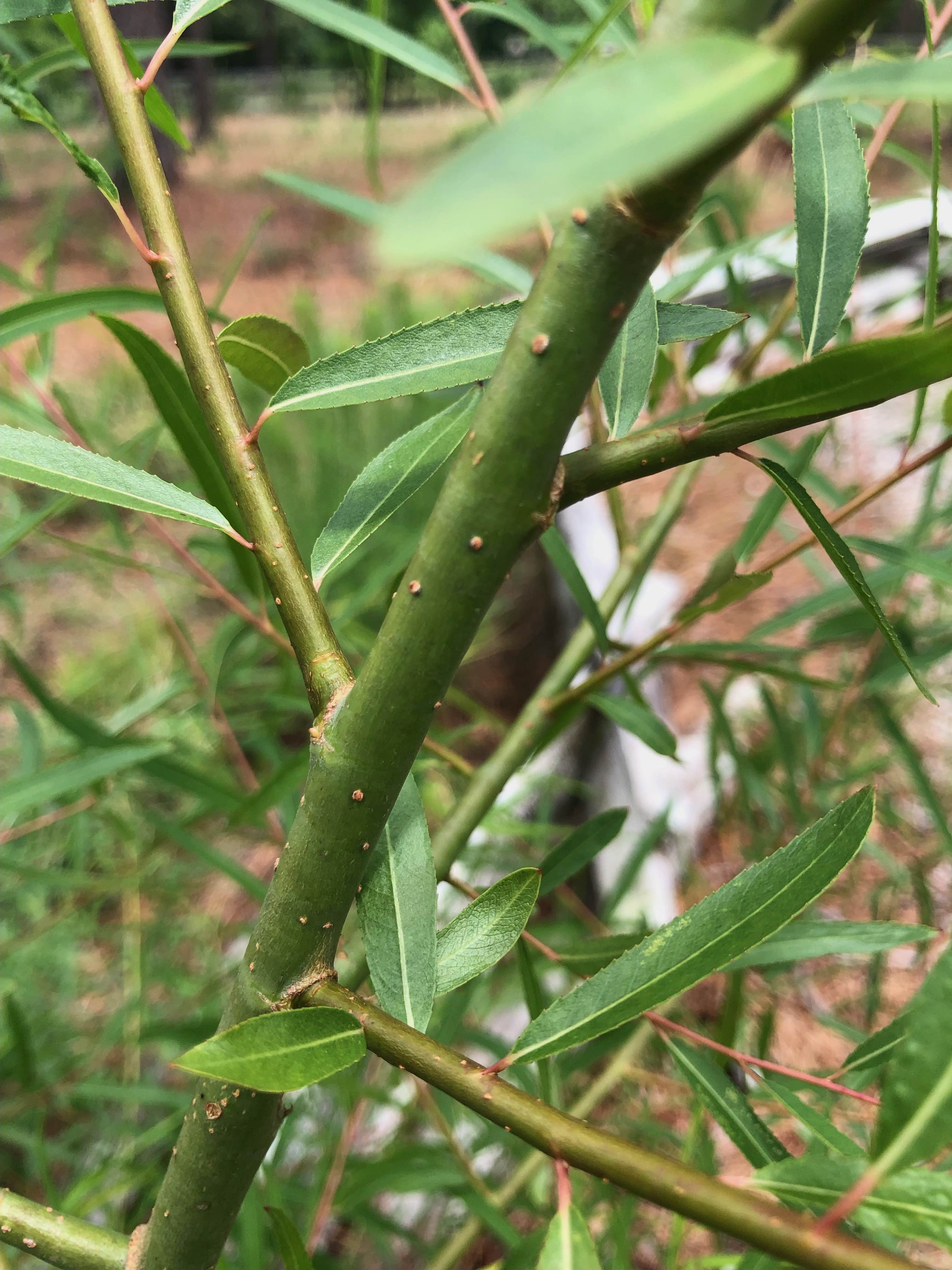 The Scientific Name is Salix nigra. You will likely hear them called Black Willow. This picture shows the Leaves alternate on the stem without persisting stipules. of Salix nigra