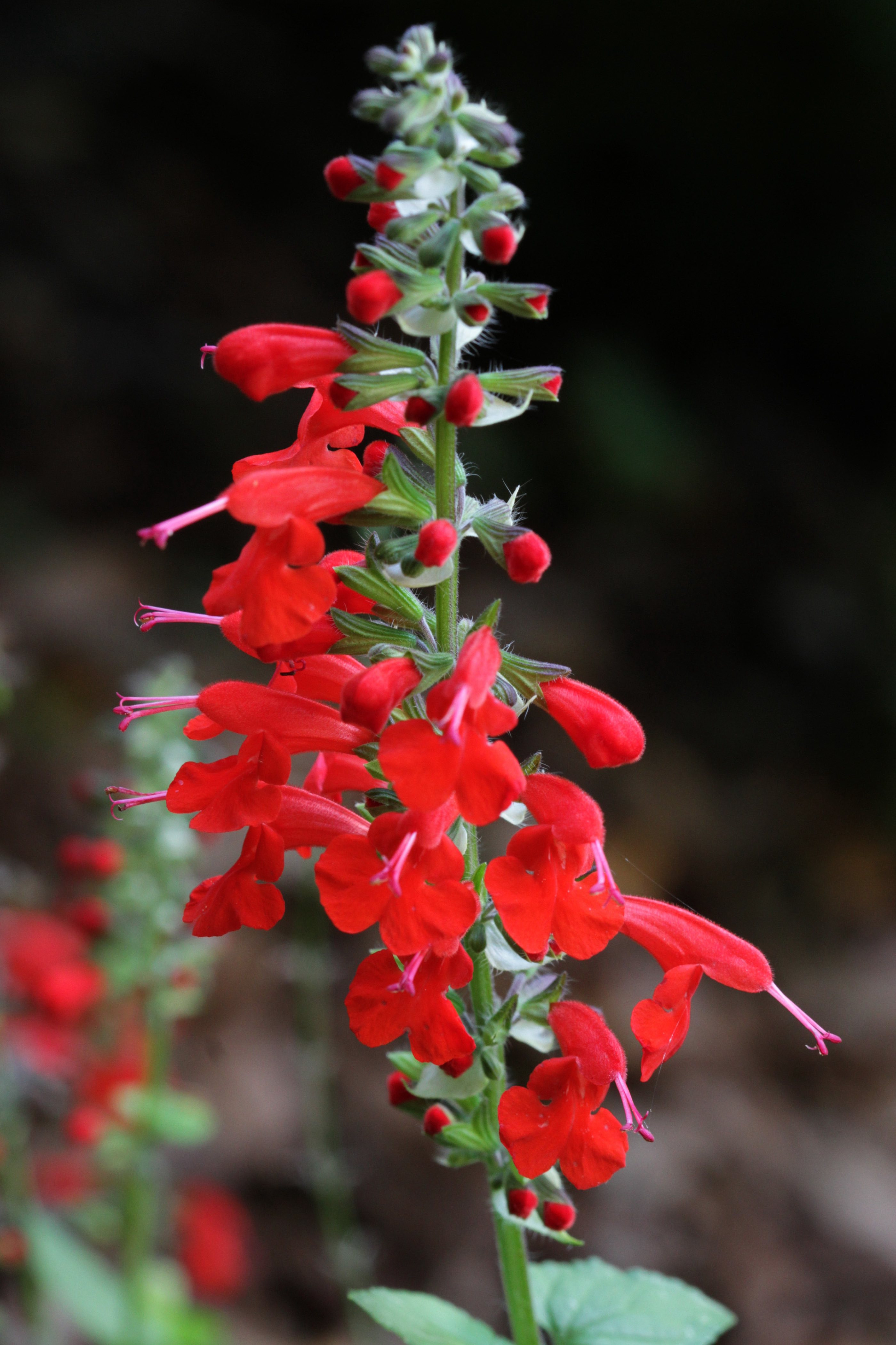 The Scientific Name is Salvia coccinea. You will likely hear them called Scarlet Sage, Blood Sage, Tropical Sage. This picture shows the Blossoms are bright red, the corolla two-lipped, the lower lip notched, in a densely packed terminal spike. of Salvia coccinea