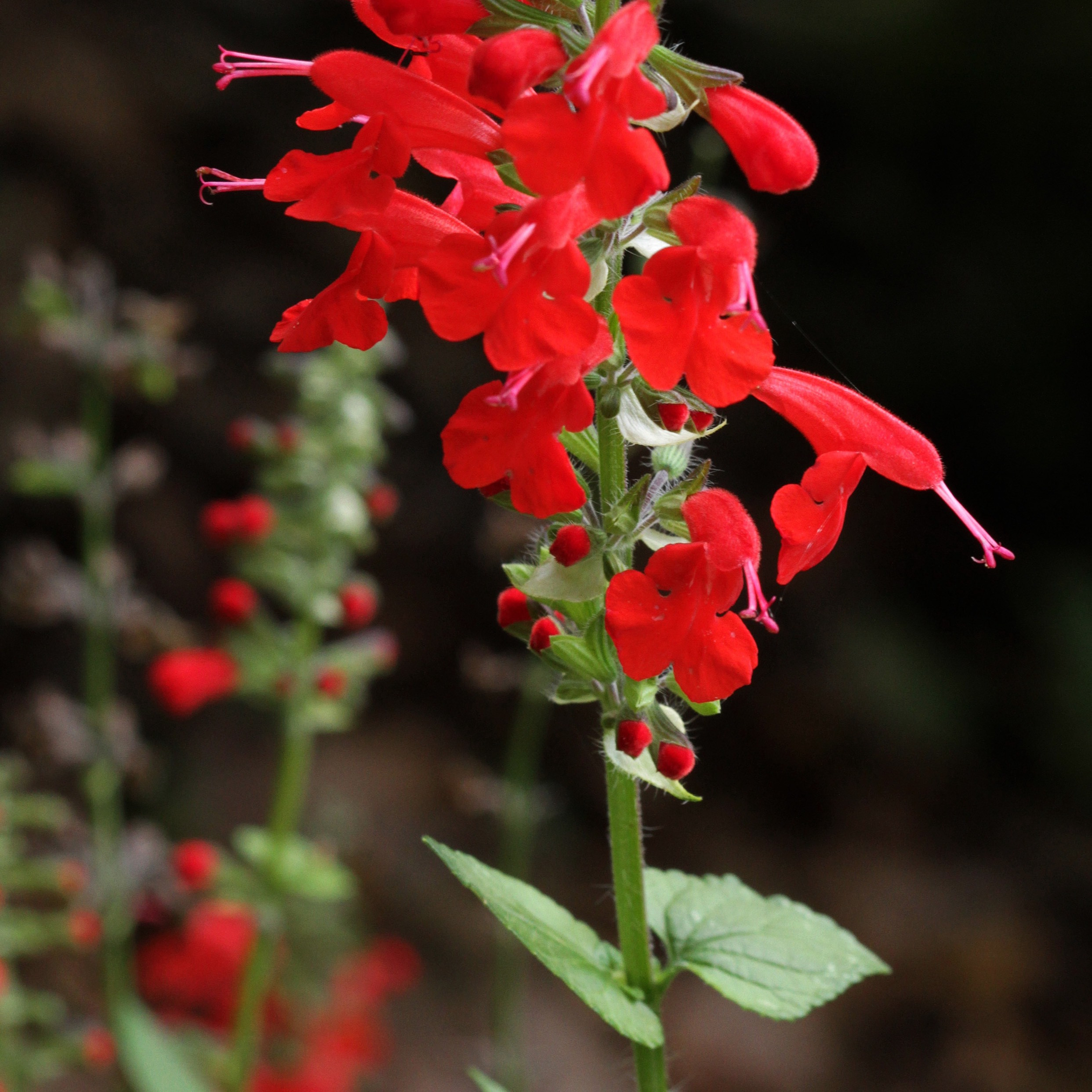 The Scientific Name is Salvia coccinea. You will likely hear them called Scarlet Sage, Blood Sage, Tropical Sage. This picture shows the Leaves are opposite, triangular, and toothed on short petioles from densely hair stems. of Salvia coccinea