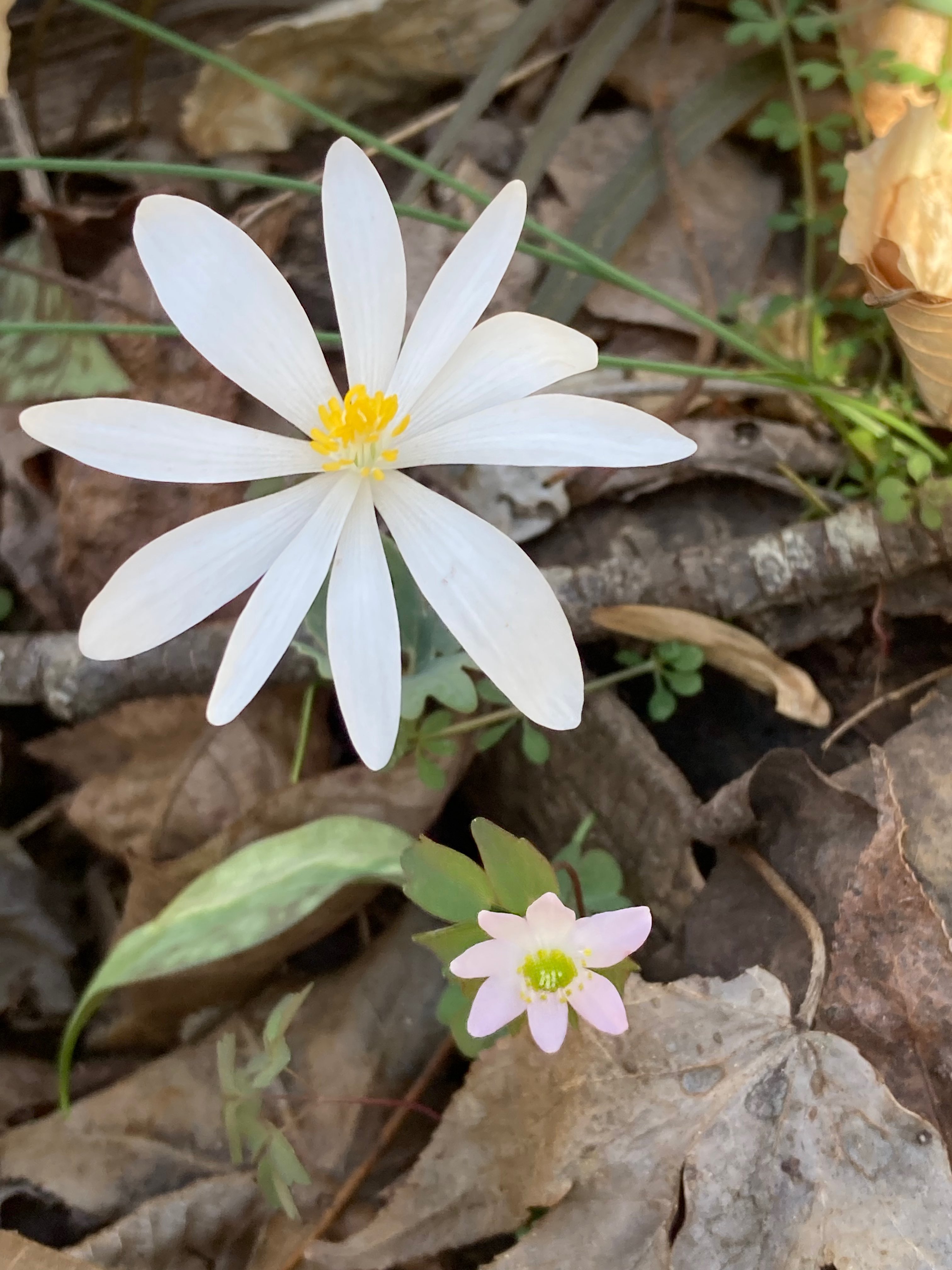 The Scientific Name is Sanguinaria canadensis. You will likely hear them called Bloodroot, Red Puccoon. This picture shows the 