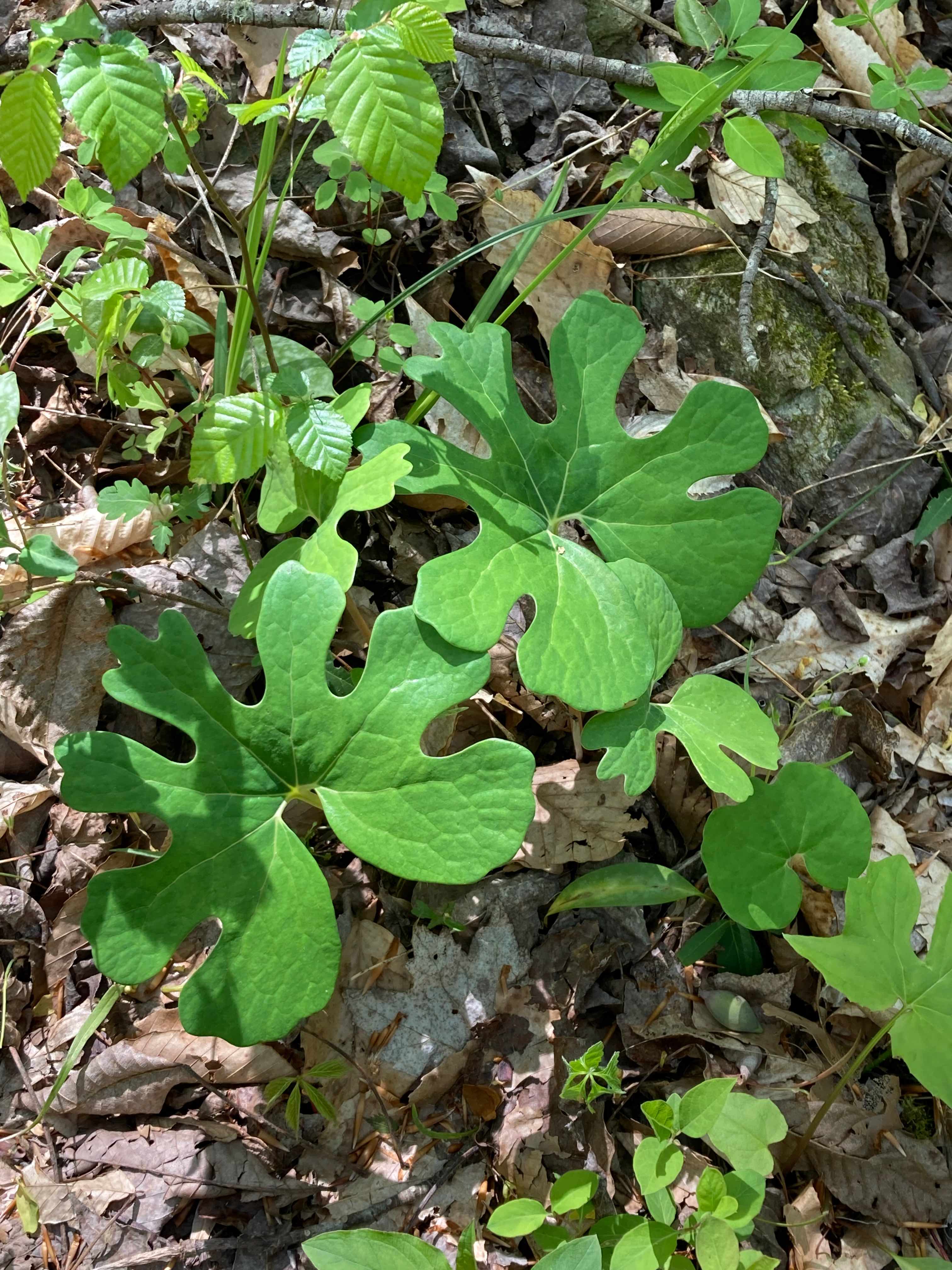 The Scientific Name is Sanguinaria canadensis. You will likely hear them called Bloodroot, Red Puccoon. This picture shows the Basal leaves are generally kidney-shaped (reniform) and have deep, rounded lobes. of Sanguinaria canadensis