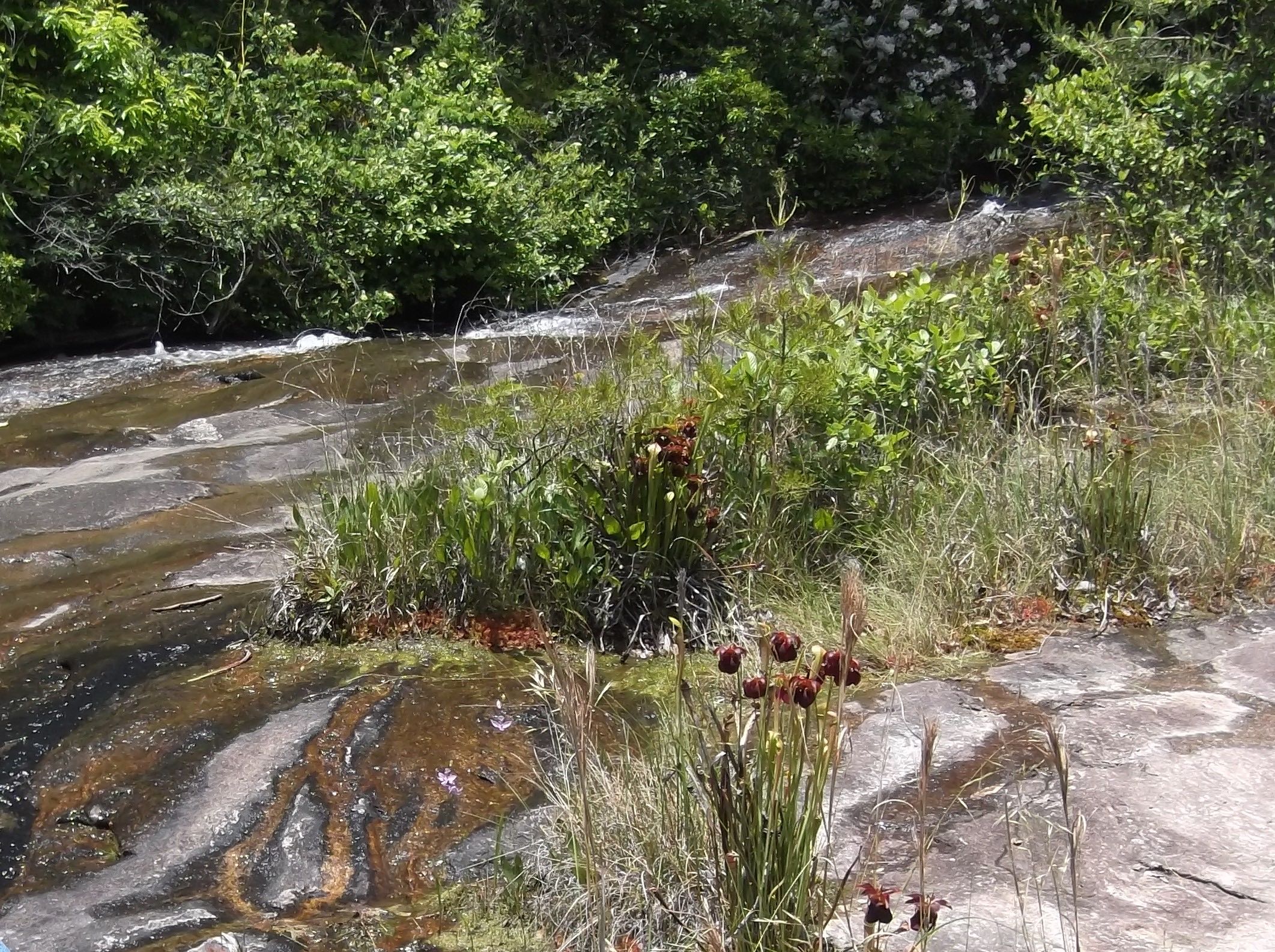 The Scientific Name is Sarracenia jonesii. You will likely hear them called Mountain Sweet Pitcherplant. This picture shows the Cataract bog habitat on Blue Ridge Escarpment south of Brevard, NC of Sarracenia jonesii