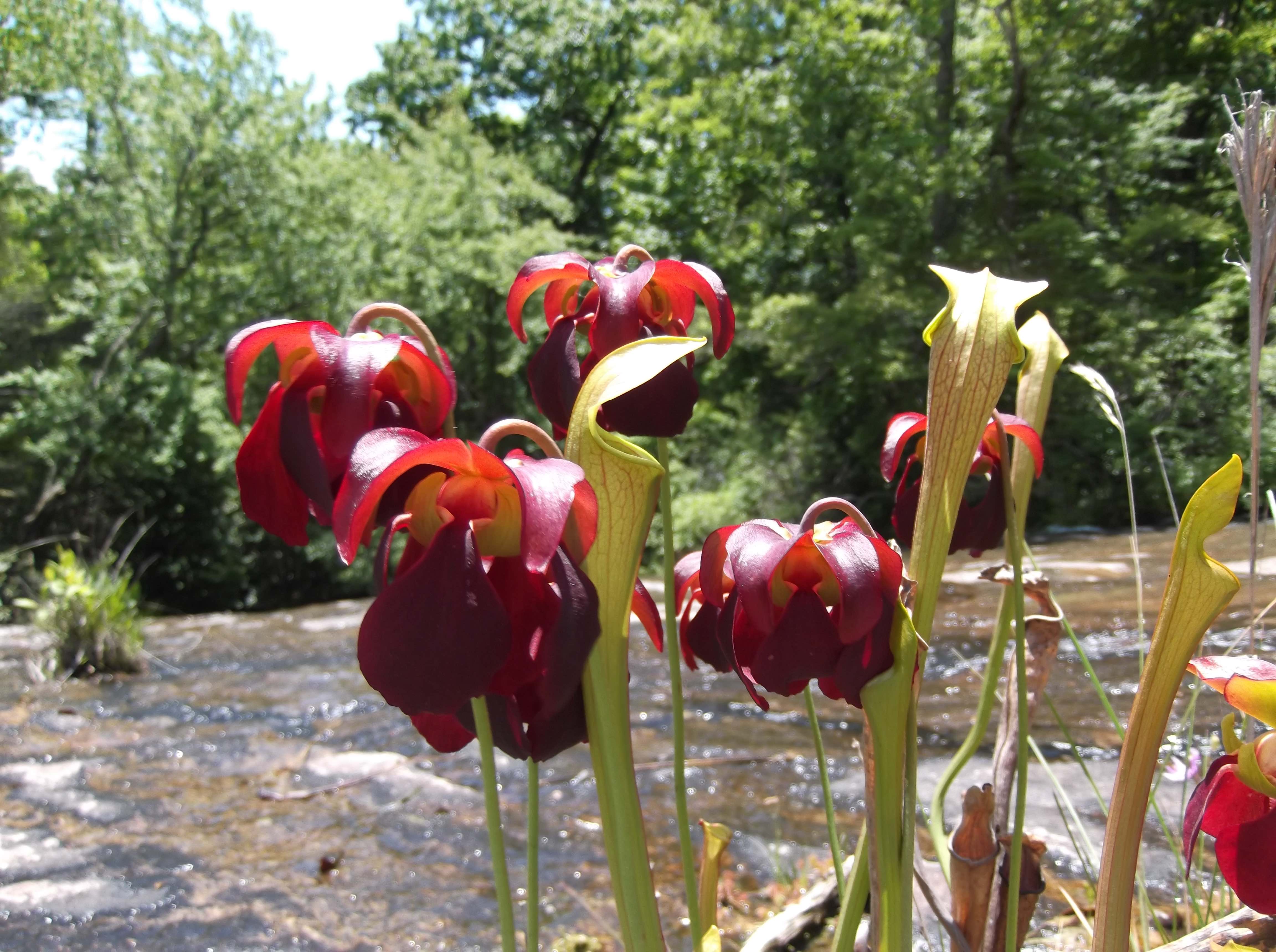 The Scientific Name is Sarracenia jonesii. You will likely hear them called Mountain Sweet Pitcherplant. This picture shows the Close-up of maroon-purple flowers and early pitchers. of Sarracenia jonesii