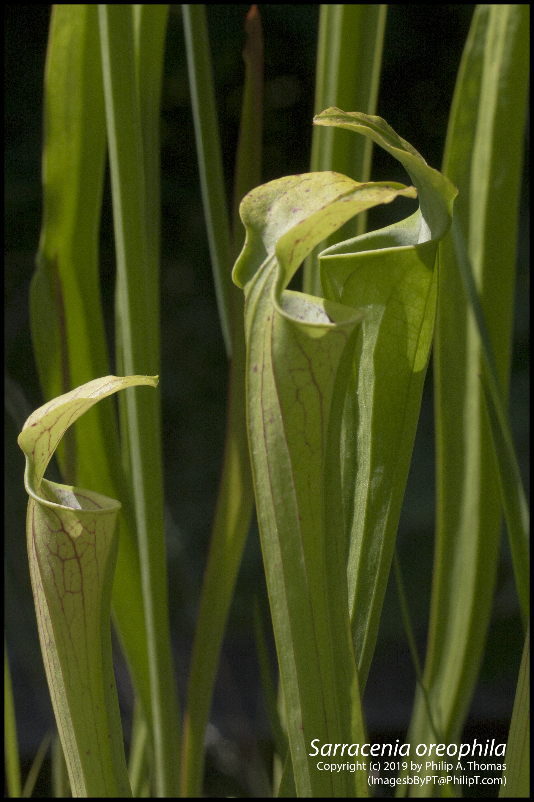 The Scientific Name is Sarracenia oreophila. You will likely hear them called Green Pitcherplant. This picture shows the <i>Sarracenia oreophila</a> (cultivated) of Sarracenia oreophila