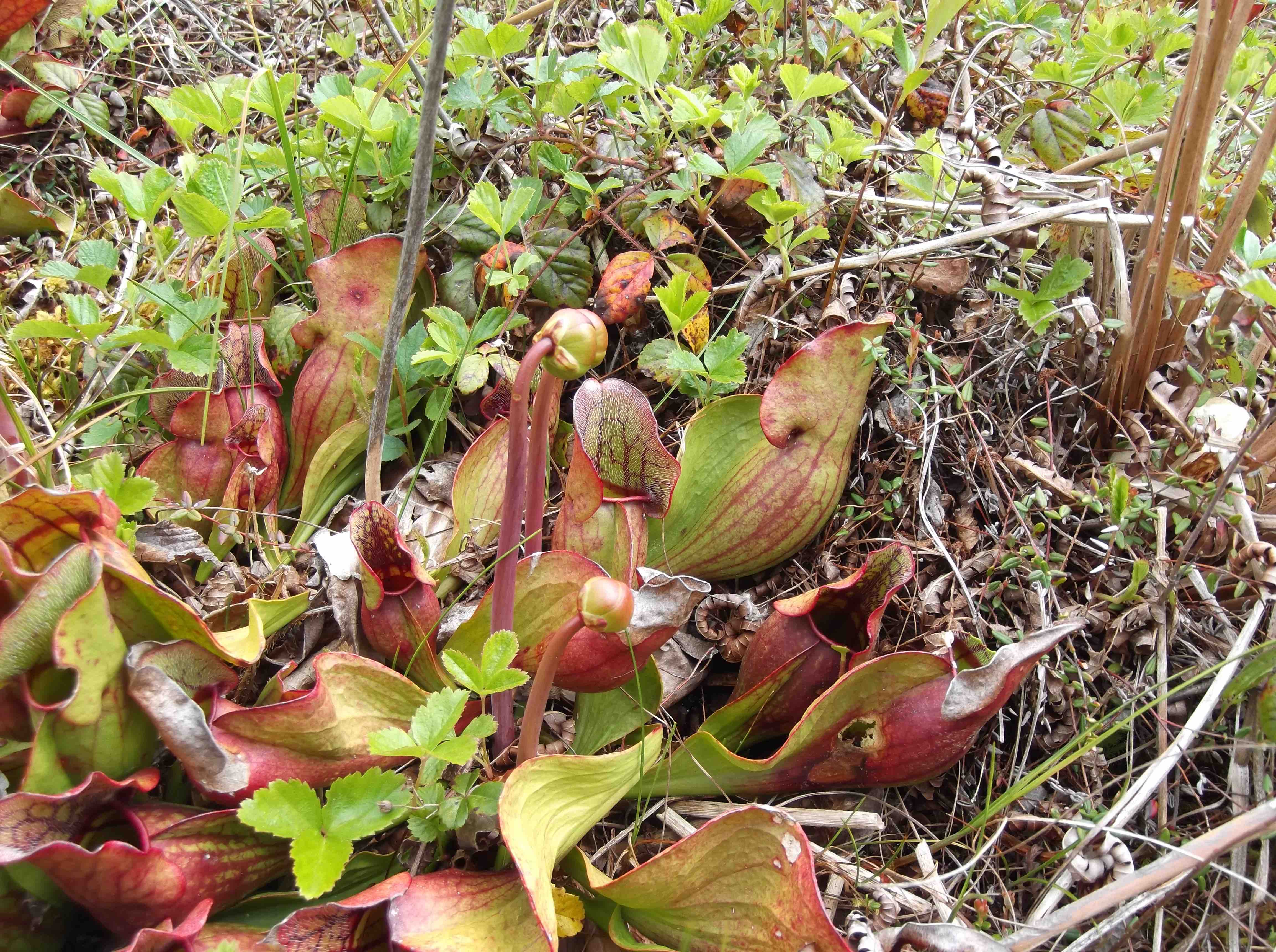 The Scientific Name is Sarracenia purpurea var. purpurea. You will likely hear them called Northern Purple Pitcherplant. This picture shows the The pitchers sprawl horizontally near the ground as verses the upright, vertical pitchers of other Sarracenia species. of Sarracenia purpurea var. purpurea
