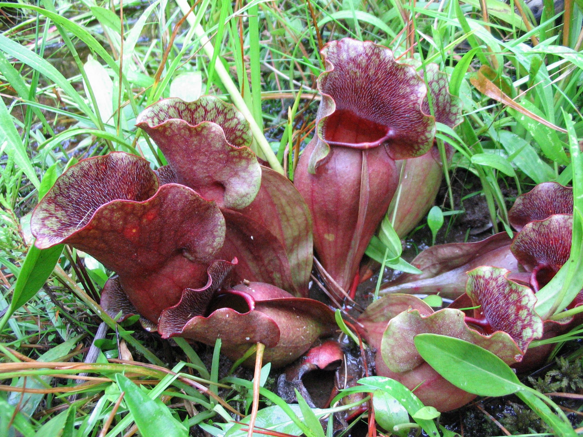 The Scientific Name is Sarracenia purpurea var. venosa. You will likely hear them called Southern Purple Pitcherplant, Pitcher-plant. This picture shows the The pitchers are fatter and less numerous than other Sarracenia purpurea varieties. of Sarracenia purpurea var. venosa
