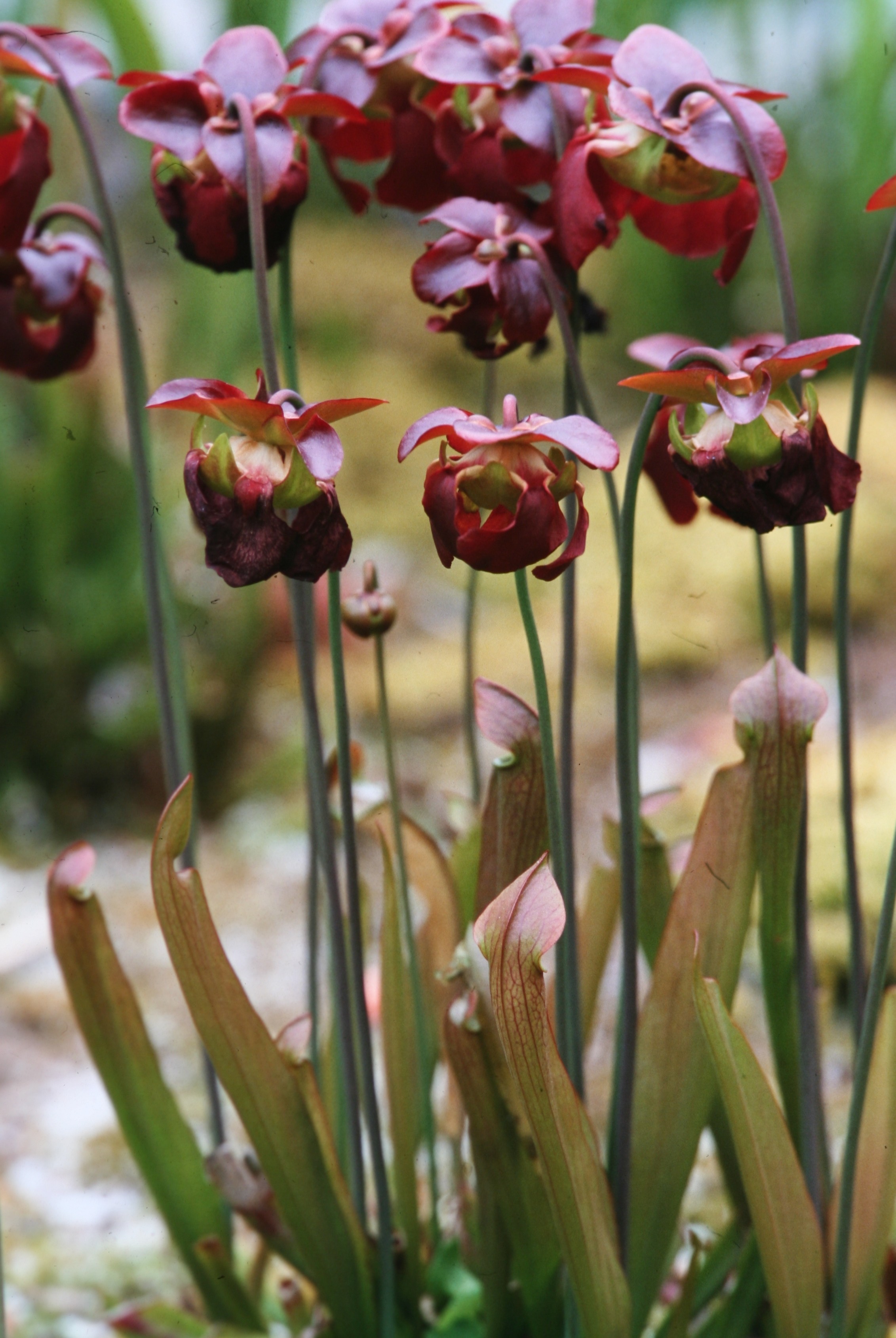 The Scientific Name is Sarracenia rubra ssp. rubra. You will likely hear them called Sweet Pitcherplant, Red Pitcherplant, Sweet Pitcher-plant. This picture shows the Small, deep maroon-purple flowers. of Sarracenia rubra ssp. rubra