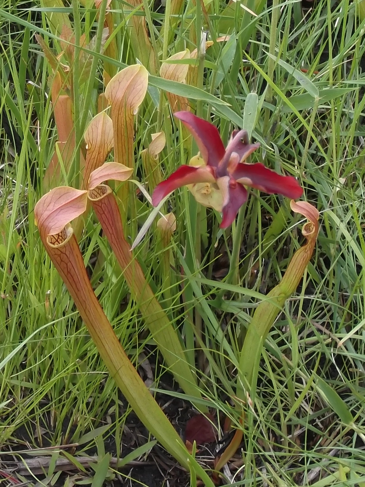 The Scientific Name is Sarracenia rubra ssp. rubra. You will likely hear them called Sweet Pitcherplant, Red Pitcherplant, Sweet Pitcher-plant. This picture shows the Narrow and erect hollow pitchers. of Sarracenia rubra ssp. rubra