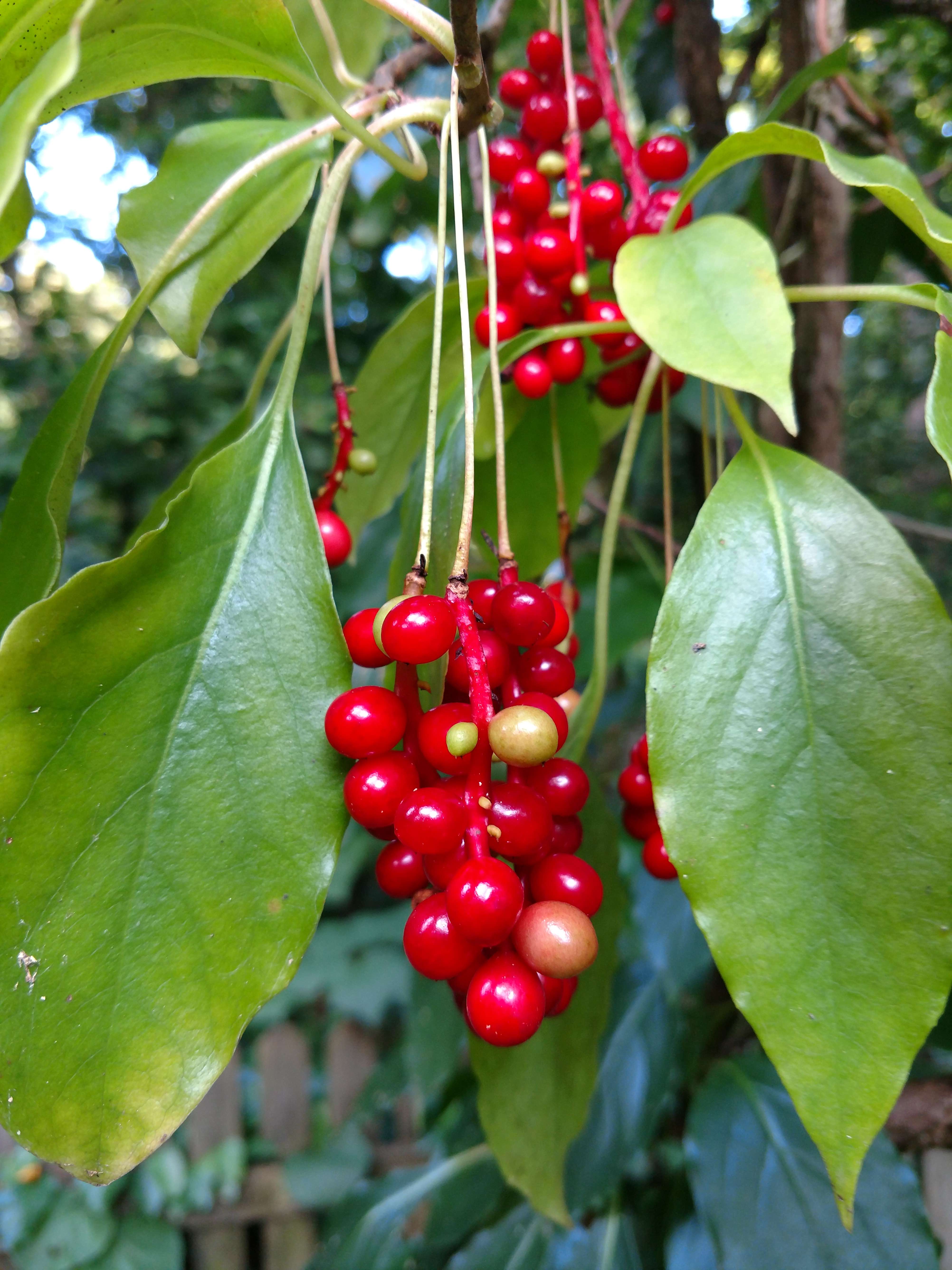 The Scientific Name is Schisandra glabra. You will likely hear them called Star-vine, Climbing-magnolia, Magnolia-vine. This picture shows the Bright red berries on very long stems. of Schisandra glabra