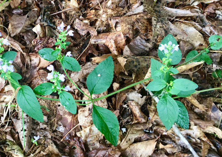 The Scientific Name is Scutellaria elliptica. You will likely hear them called Hairy Skullcap. This picture shows the Hairy Skullcap can be found in dry woods throughout NC. It has opposite leaves and a hairy, 4-angled stem; the flowers are bluish-purple (occasionally white) and the leaves are oval to diamond-shaped, with short stalks.  of Scutellaria elliptica