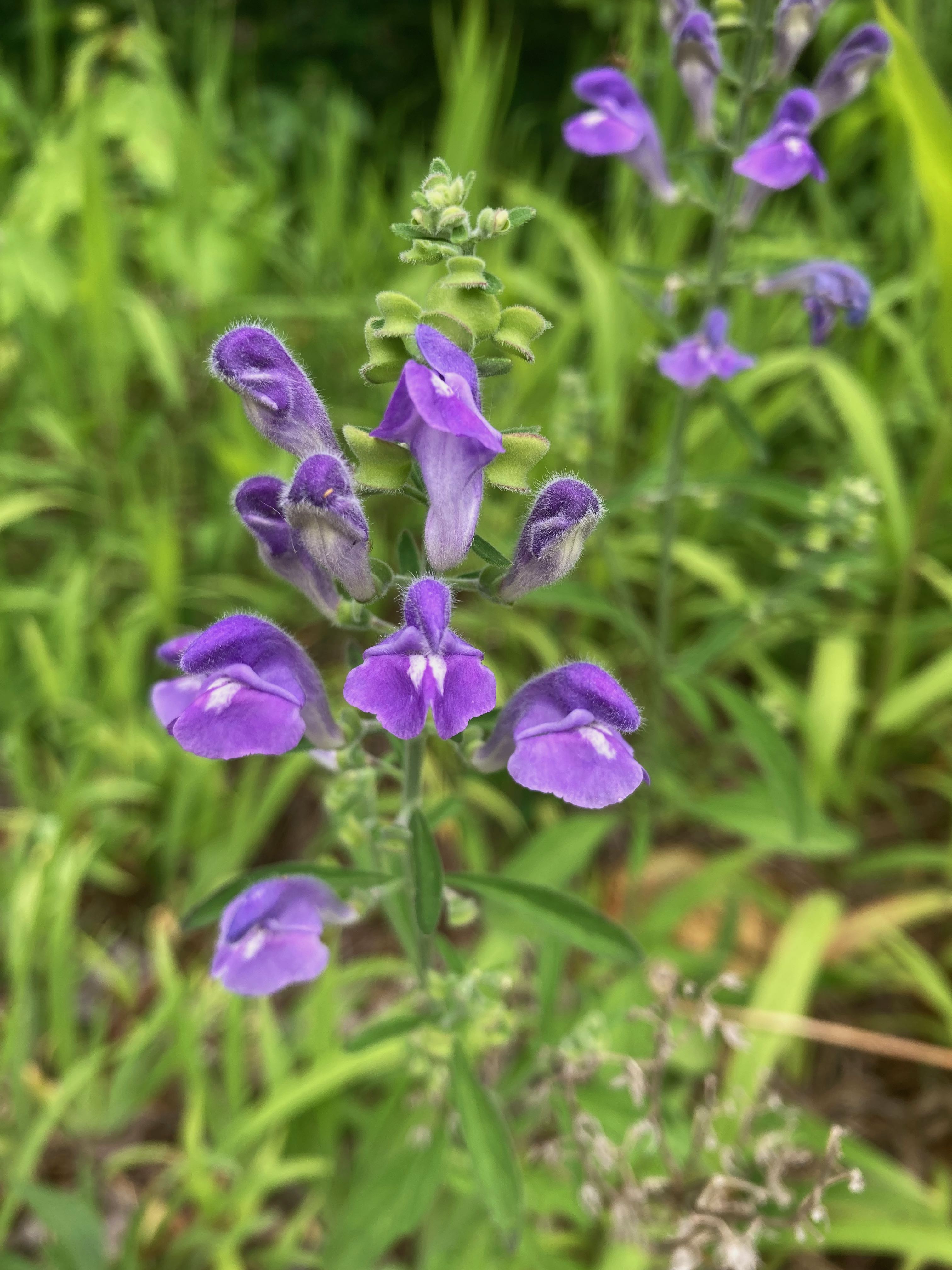 The Scientific Name is Scutellaria integrifolia. You will likely hear them called Narrowleaf Skullcap, Hyssop Skullcap, Helmet Skullcap, Helmet Flower. This picture shows the Flowers are purple/lavender with a hooded upper lip. of Scutellaria integrifolia