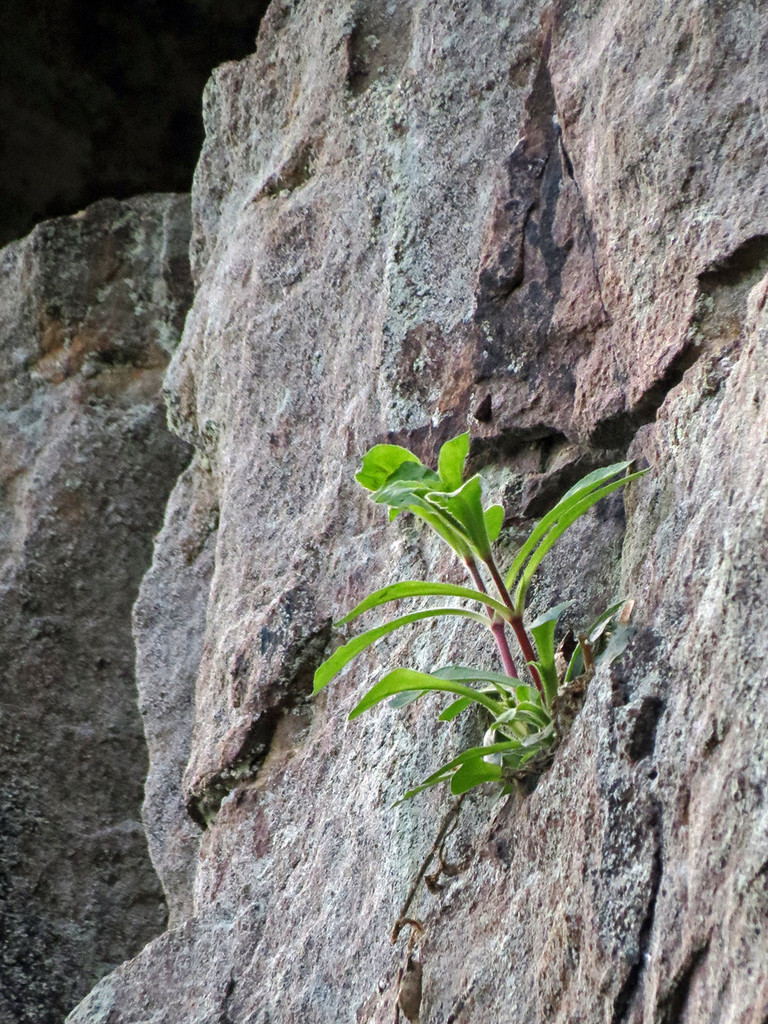 The Scientific Name is Silene caroliniana. You will likely hear them called Wild Pink, Catchfly, Sticky Catchfly. This picture shows the Silene caroliniana growing in a crack in a rock wall. Quite obviously this plant doesn't need much soil to root in.  of Silene caroliniana