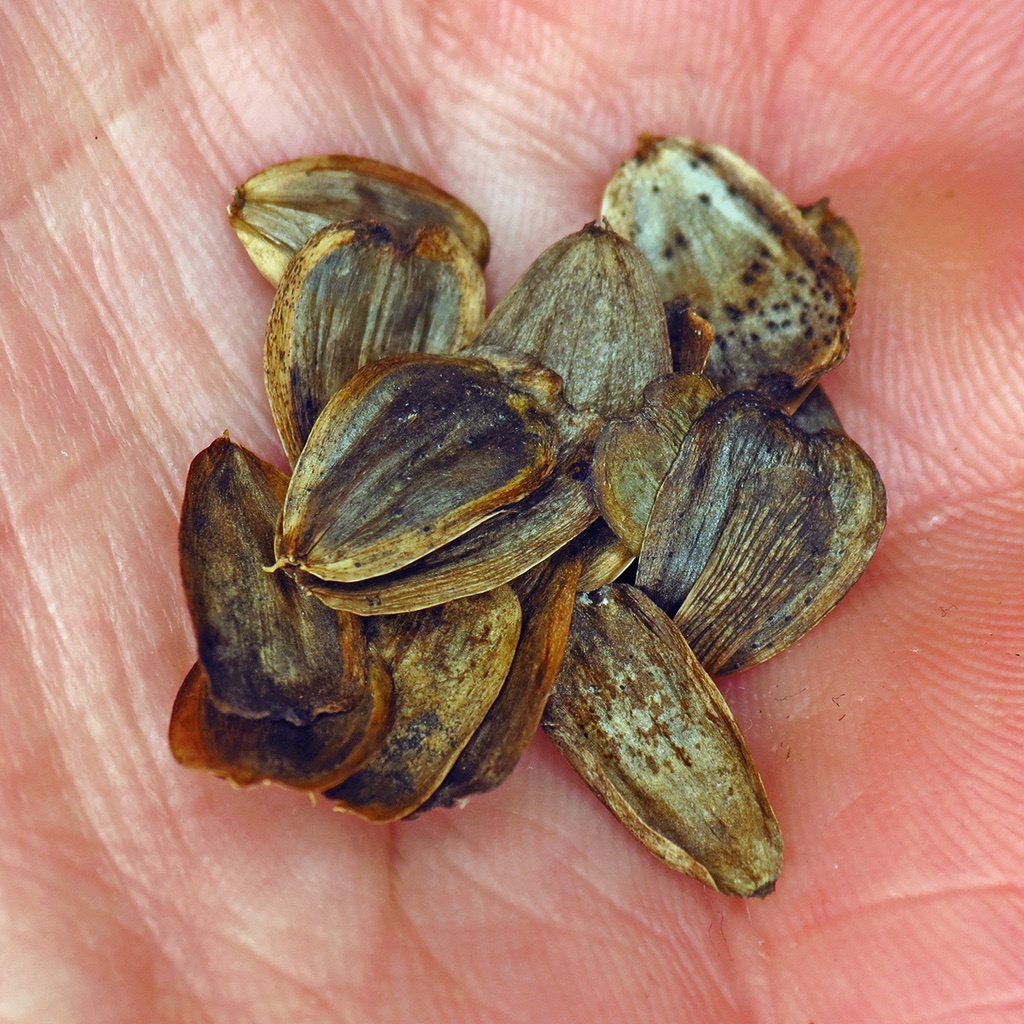 The Scientific Name is Silphium perfoliatum. You will likely hear them called Common Cup-plant, Compass-plant. This picture shows the Cup plant seeds, collected from cultivated plants. of Silphium perfoliatum