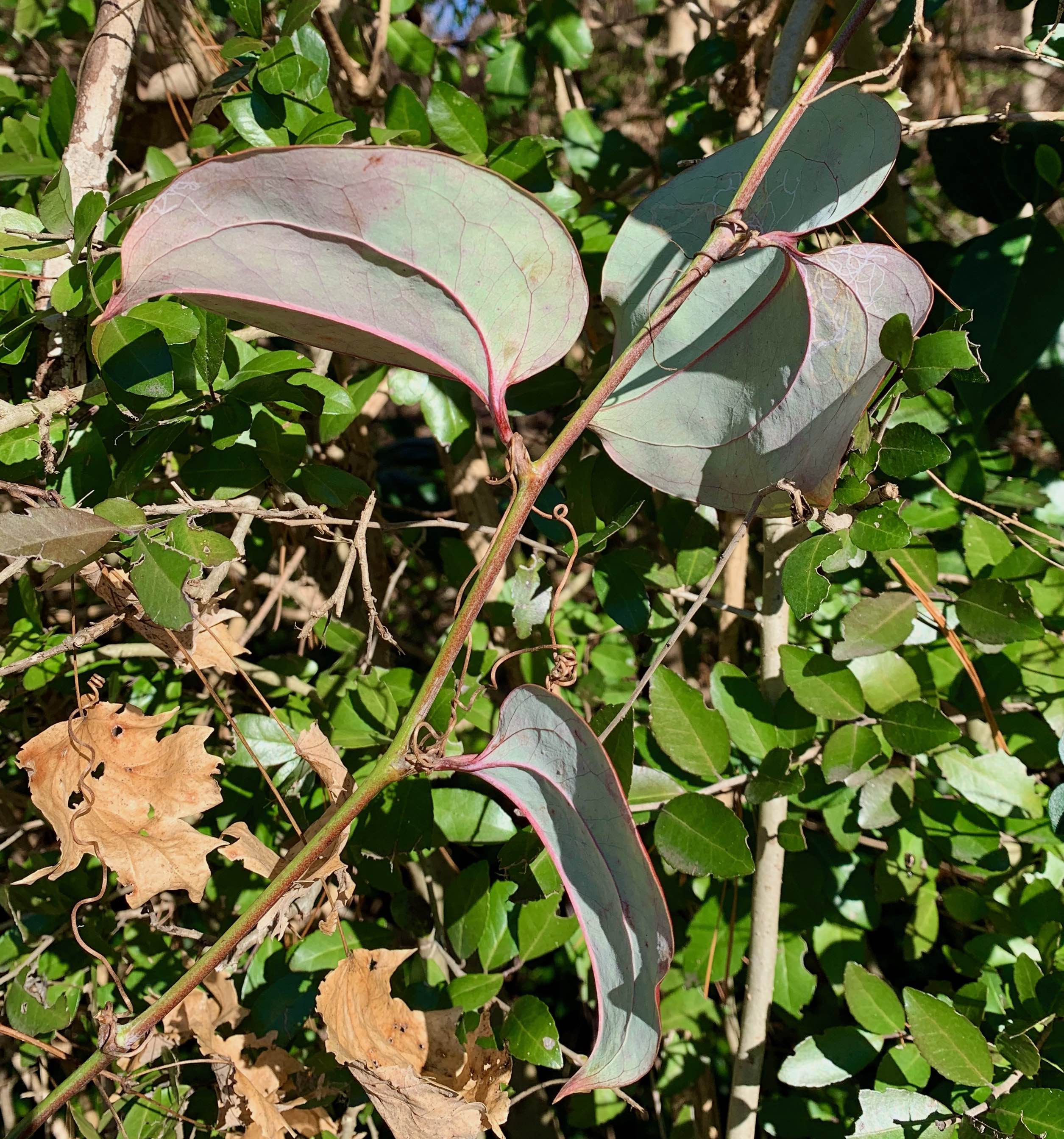 The Scientific Name is Smilax glauca. You will likely hear them called Whiteleaf Greenbriar, Wild Sarsaparilla, Sawbriar, Glaucous-leaved Greenbriar. This picture shows the Whitened (glaucous) lower leaf surfaces of Smilax glauca