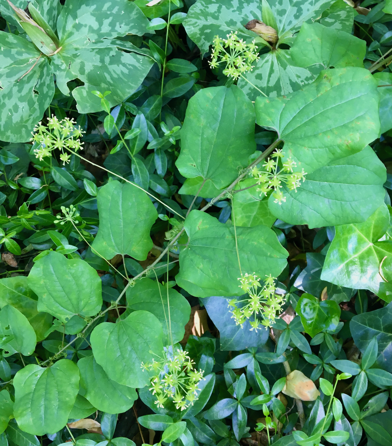 The Scientific Name is Smilax herbacea. You will likely hear them called Common Carrionflower, Carrion-vine. This picture shows the Smelly flowers (hence the name 