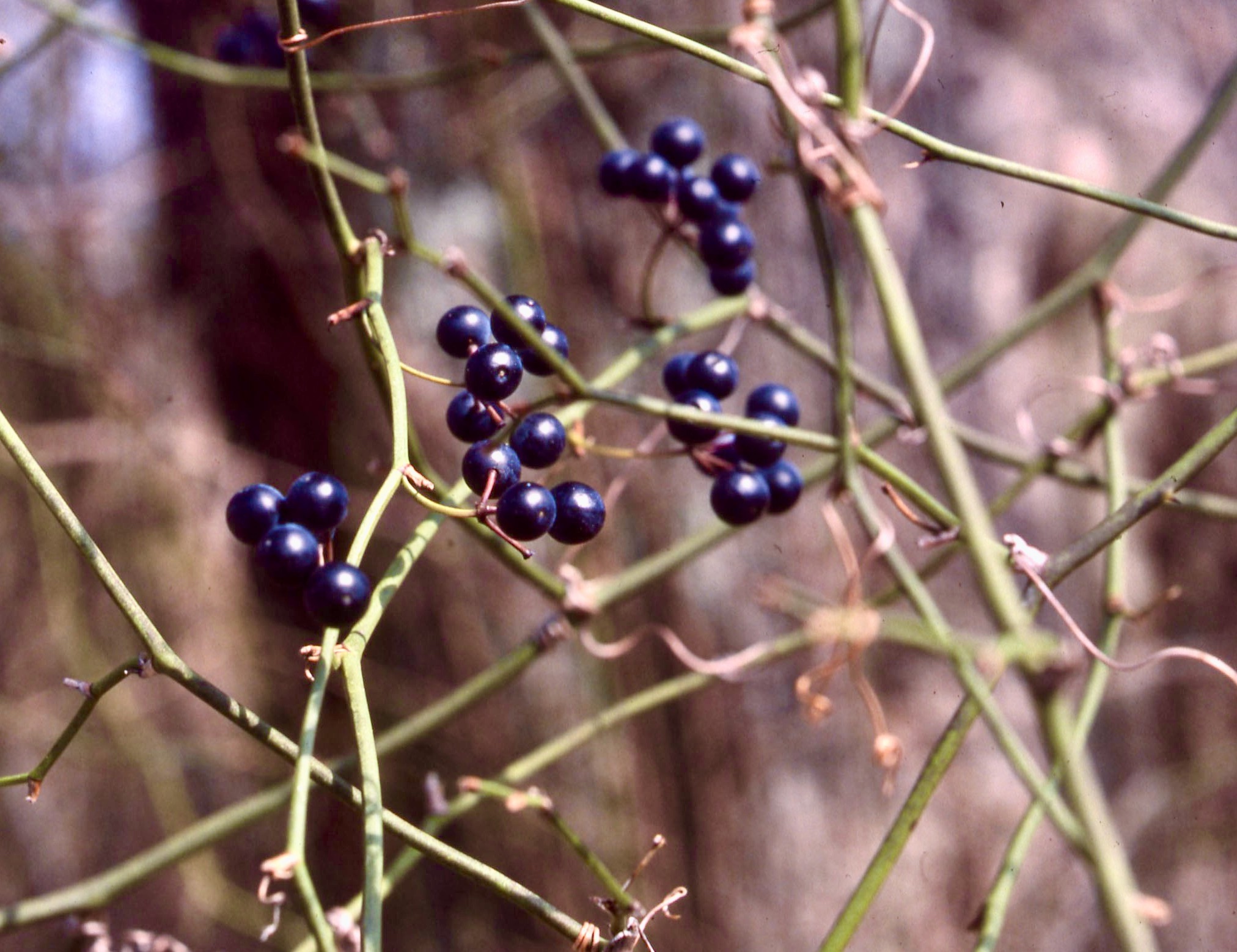 The Scientific Name is Smilax rotundifolia. You will likely hear them called Common Greenbriar, Bullbriar, Horsebriar. This picture shows the The blue-black fruit may persist well into winter of Smilax rotundifolia