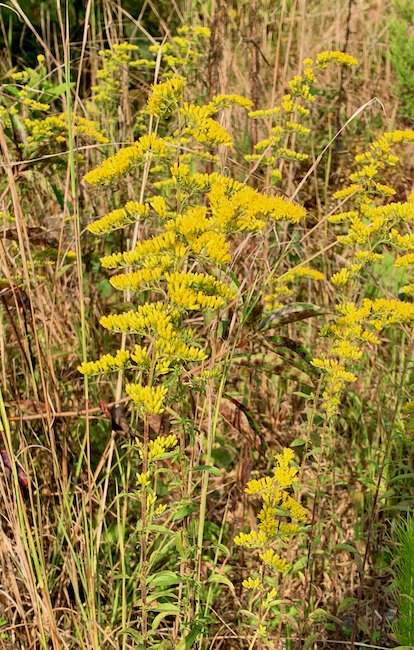 The Scientific Name is Solidago nemoralis ssp. nemoralis. You will likely hear them called Eastern Gray Goldenrod. This picture shows the Eastern Gray Goldenrod is common in woodlands and open areas of NC. The basal leaves are bluntly toothed with a winged petiole, while the upper leaves are gradually smaller toward the top of the plant, with tufts of tiny leaves in the upper leaf axils. The stems and leaves are covered with grayish-white hairs. of Solidago nemoralis ssp. nemoralis